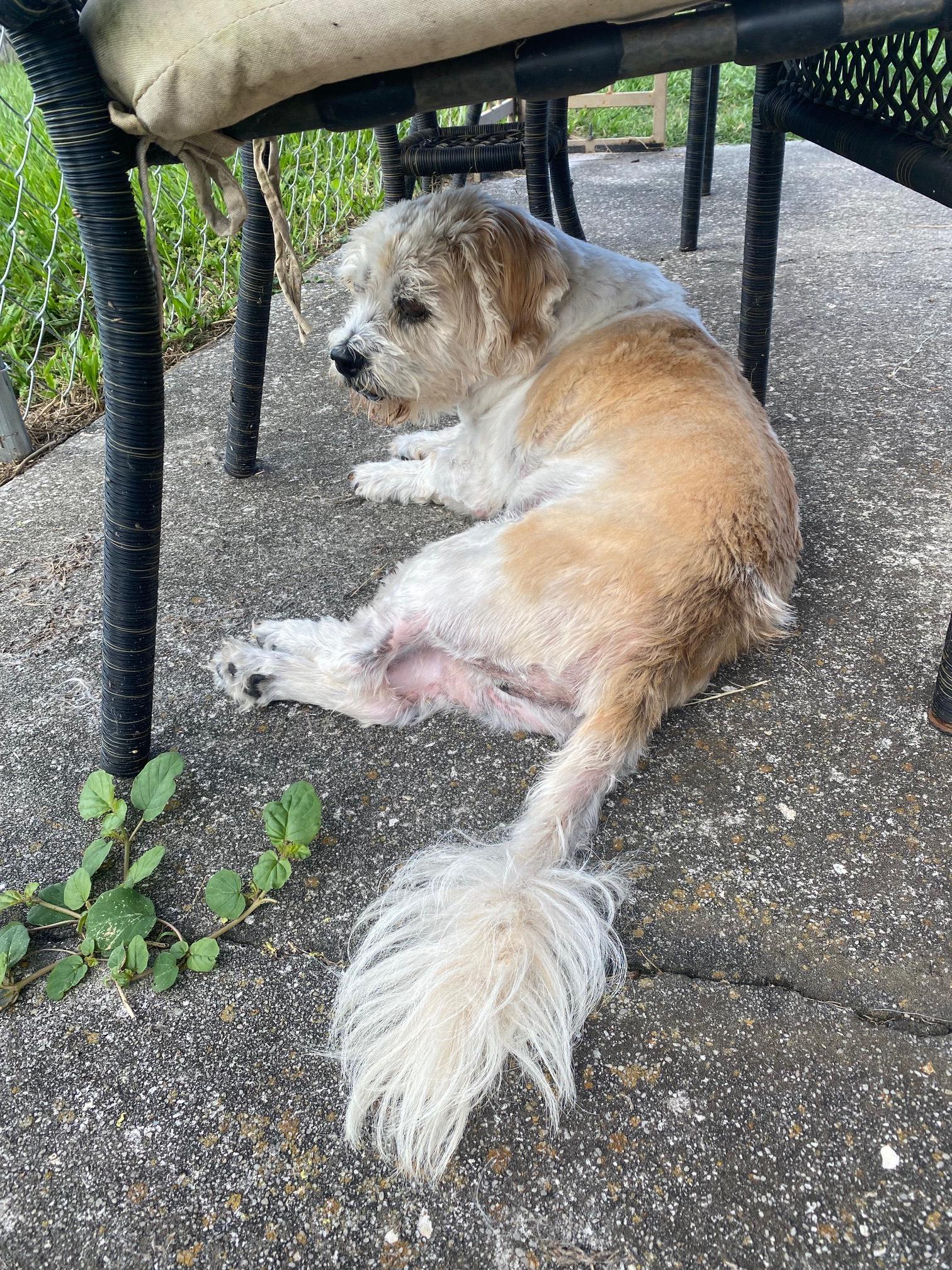 Opie (FL) HAPPY!, a Adoptable mixed breed in Seymour, CT image 3/3