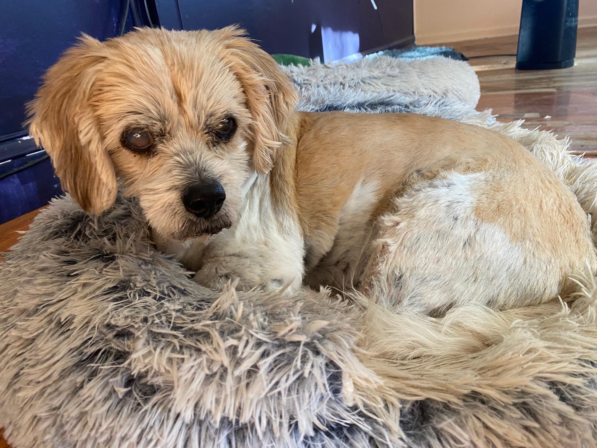 Opie (FL) HAPPY!, a Adoptable mixed breed in Seymour, CT image 1/3