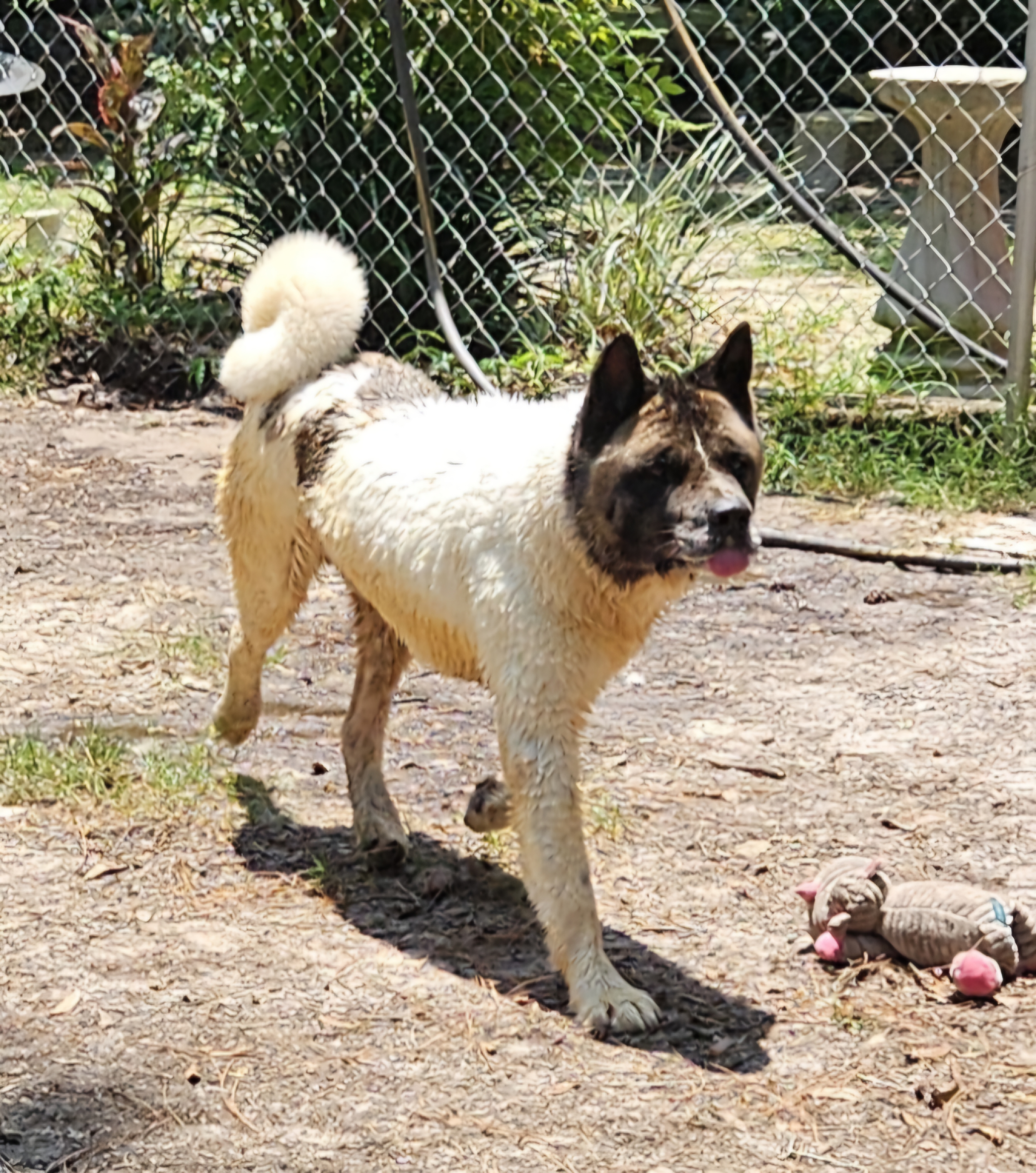 Beau, a Adoptable Akita in Jacksonville, FL image 1/3