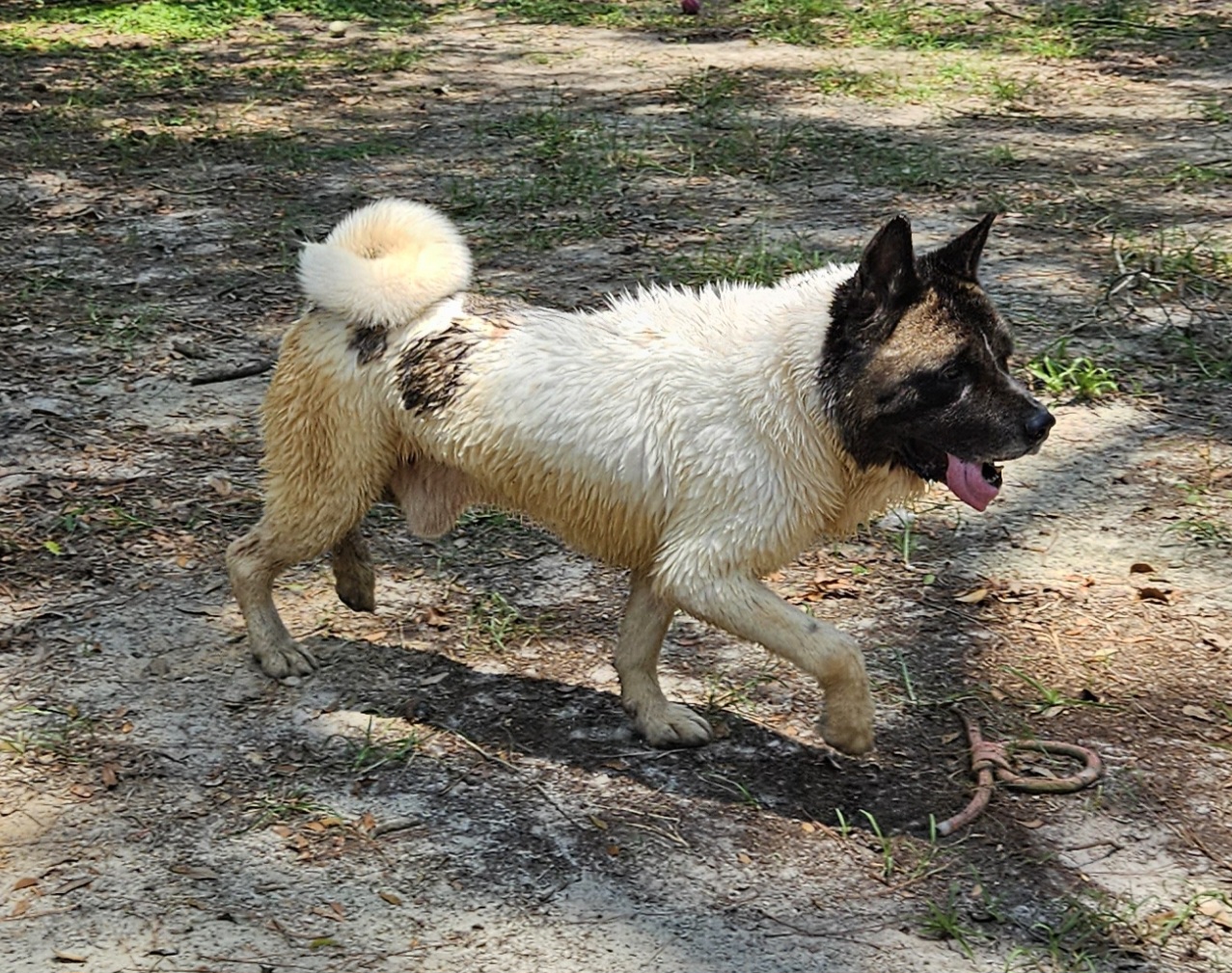 Beau, a Adoptable Akita in Jacksonville, FL image 2/3