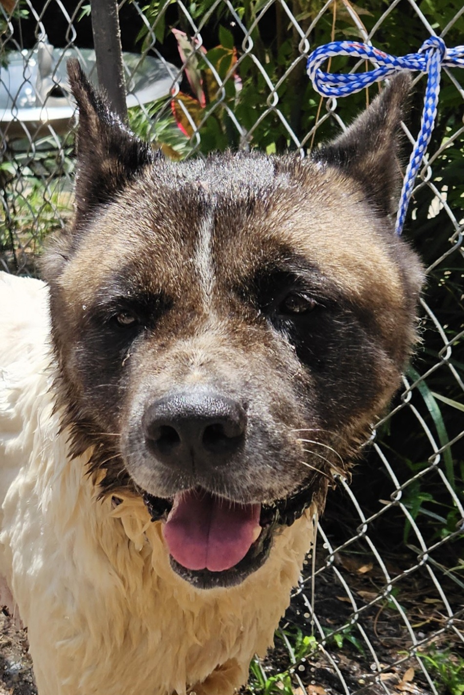 Beau, a Adoptable Akita in Jacksonville, FL image 3/3