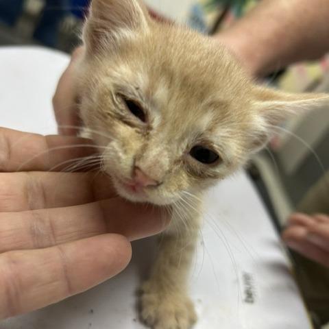 Enlarge Cosmo, a Adoptable Domestic Short Hair in Lufkin, TX image 1/1