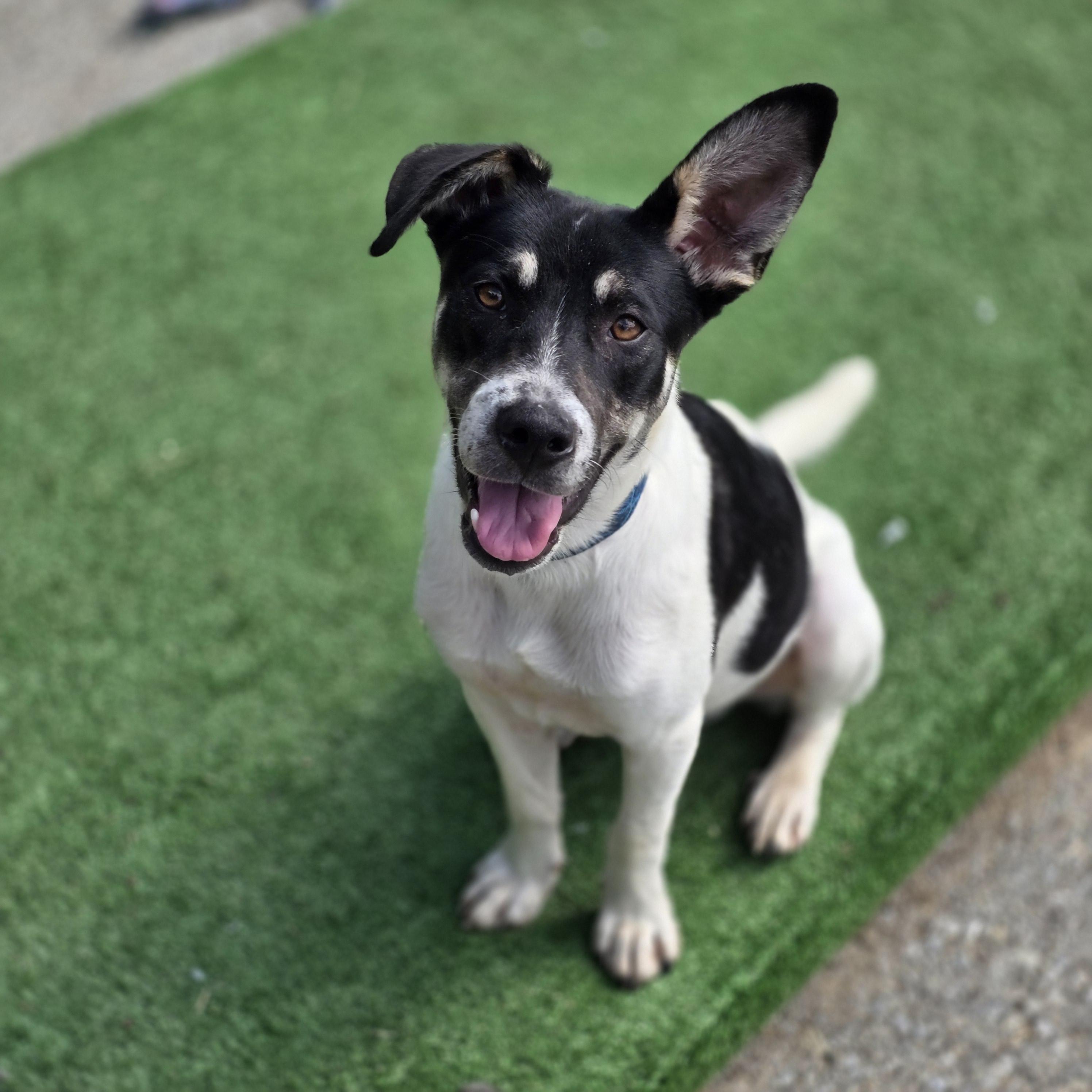 Sir Isaac Newton, Adoptable, Young Male Australian Shepherd & Border Collie.