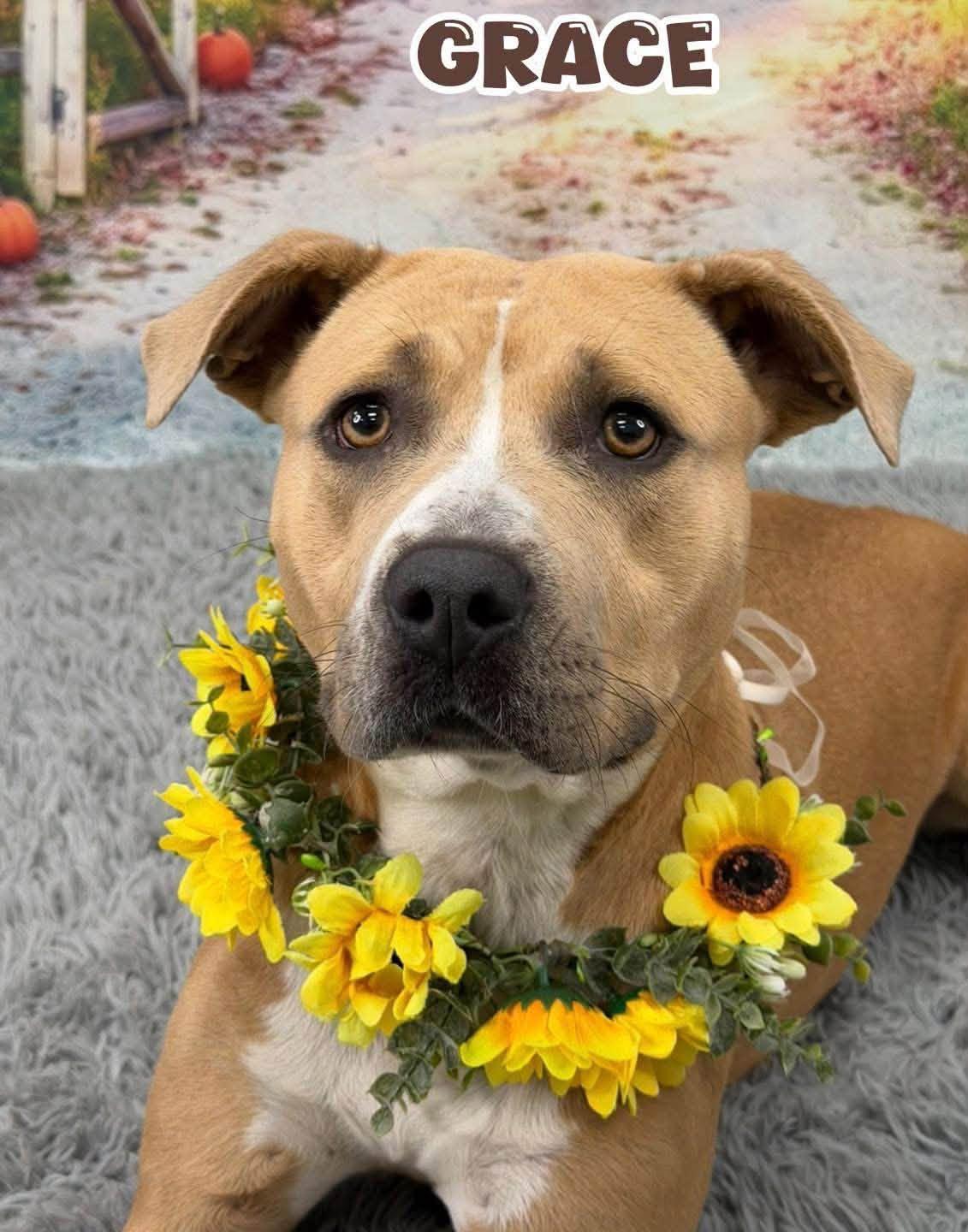 Grace, Adoptable, Adult Female Mixed Breed.