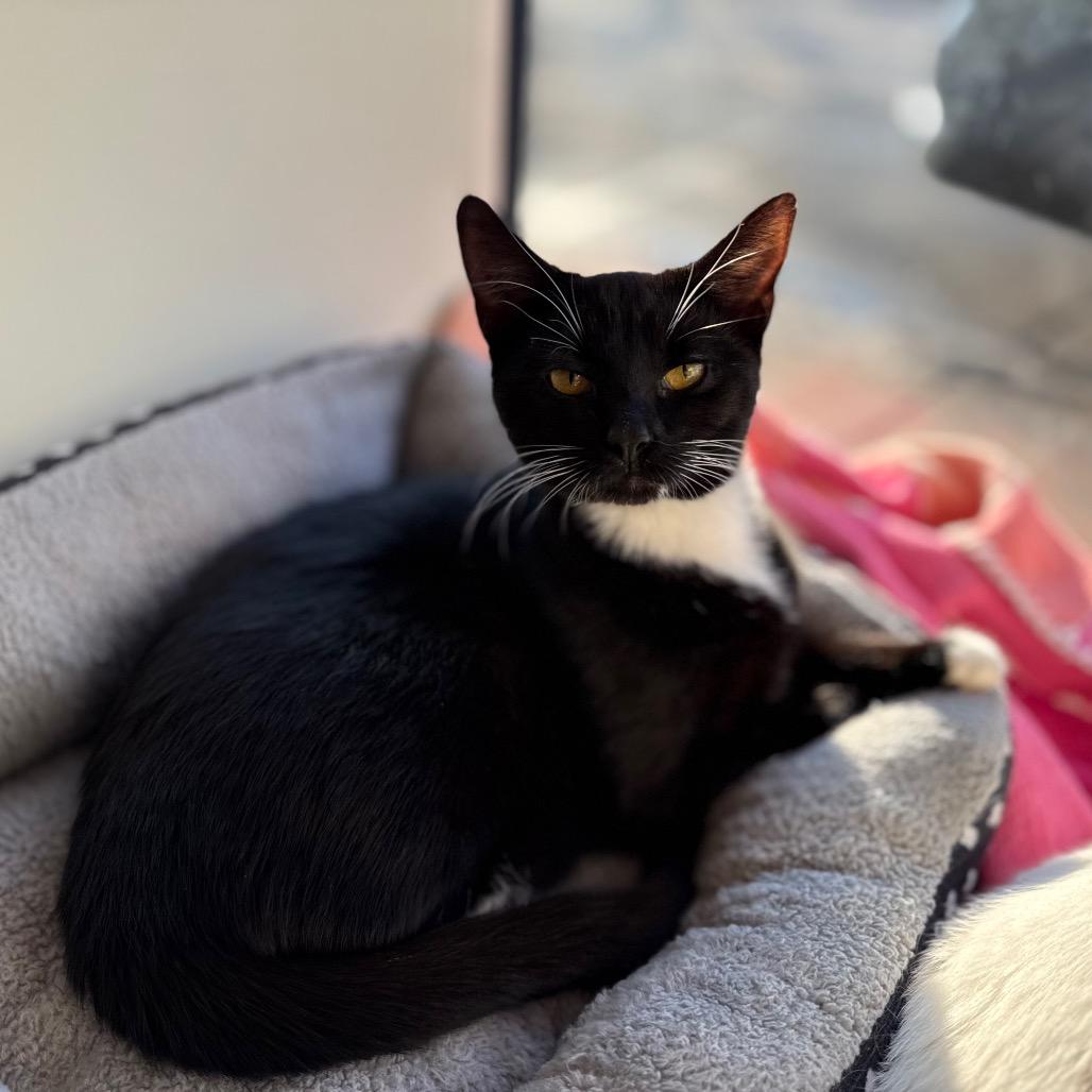 Enlarge Orchid, a Adoptable American Shorthair in Evanston, IL image 3/5