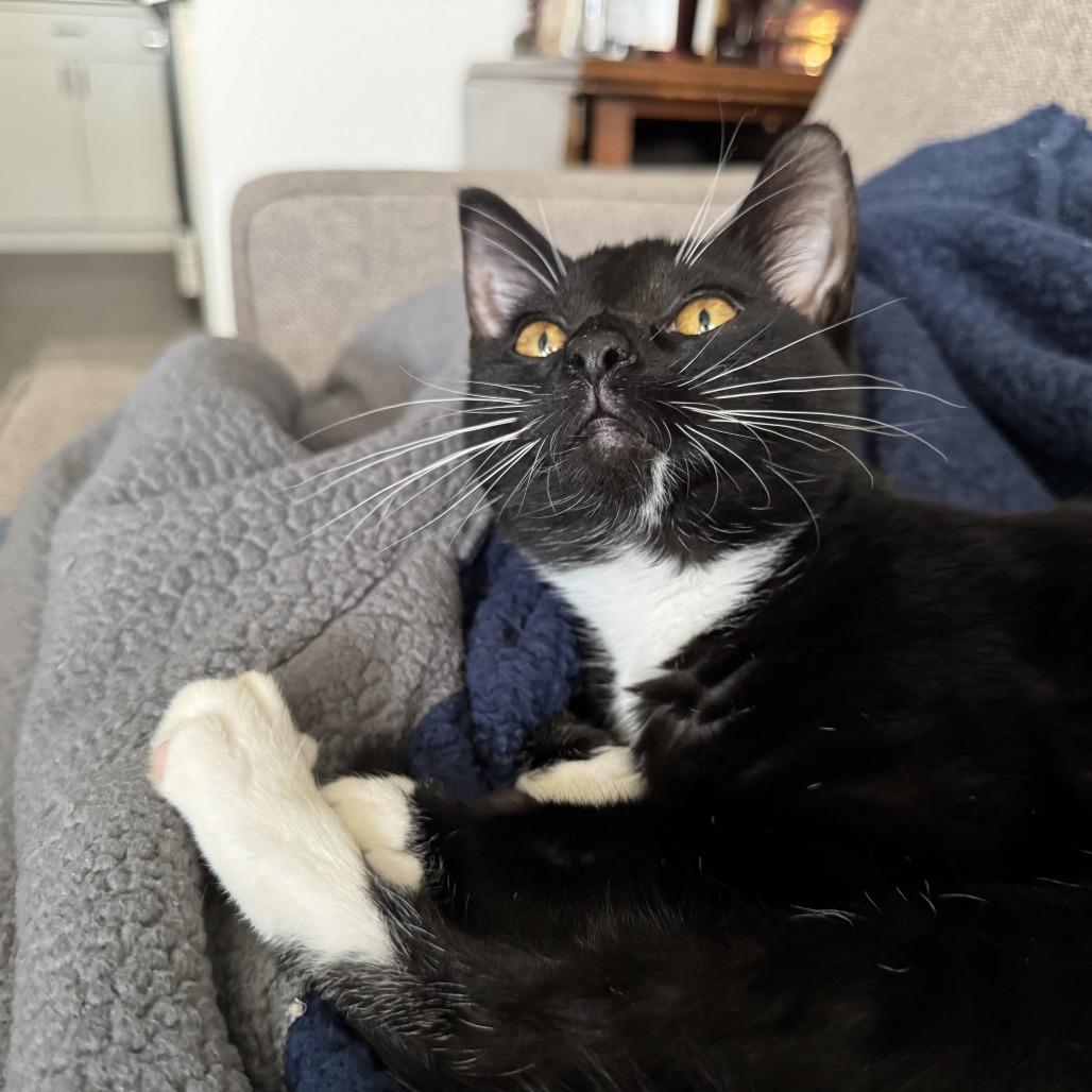 Orchid, Adoptable, Kitten Female American Shorthair.