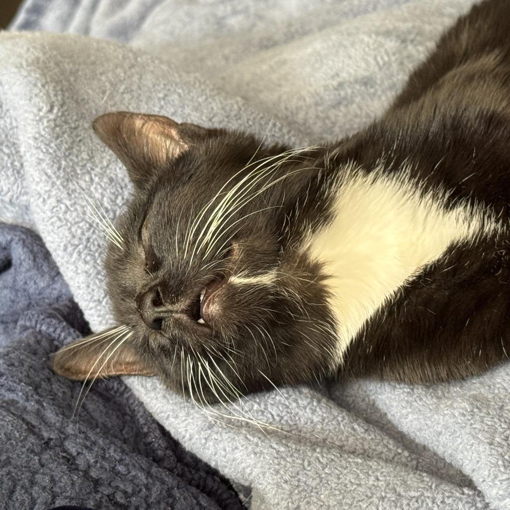 Enlarge Orchid, a Adoptable American Shorthair in Evanston, IL image 4/5