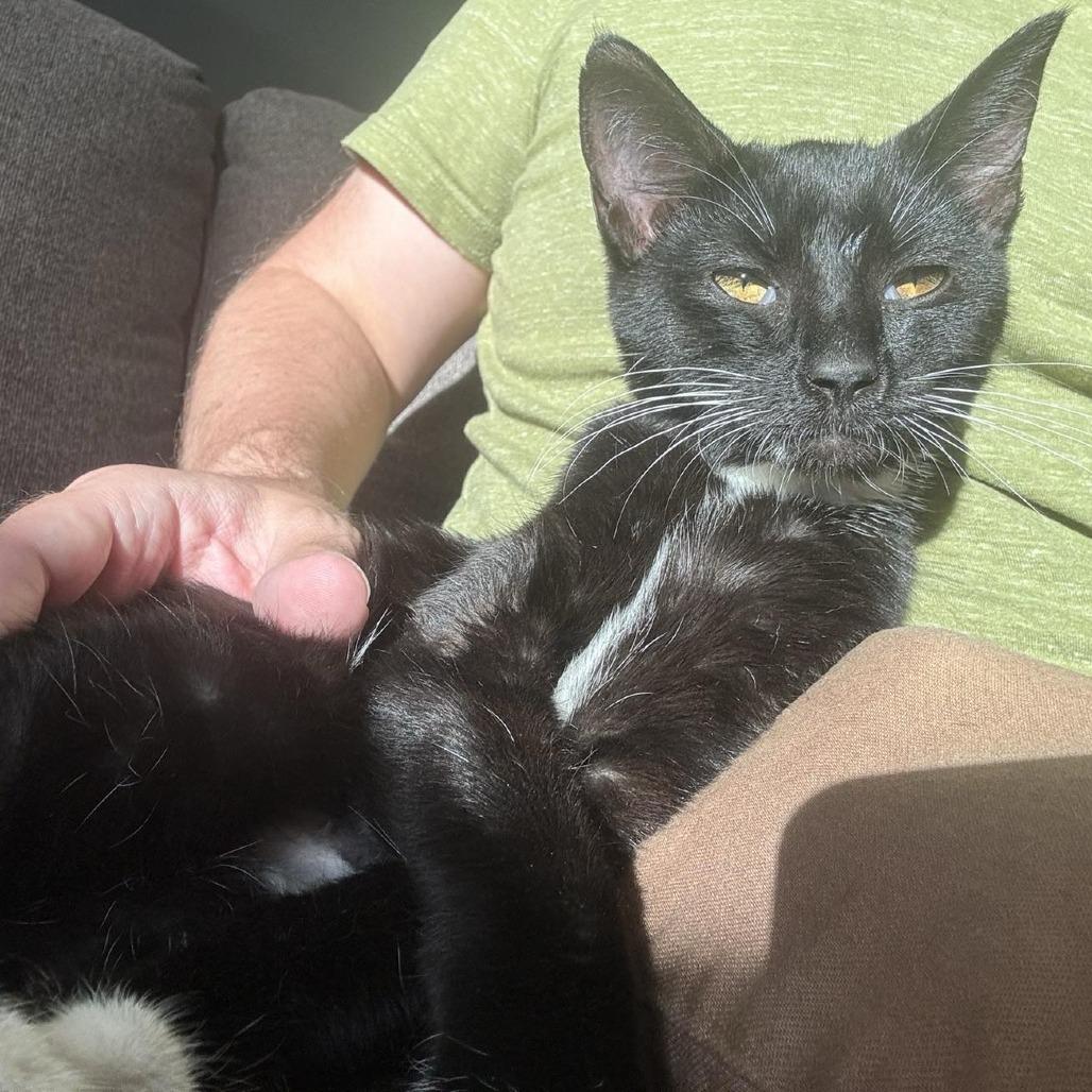 Enlarge Orchid, a Adoptable American Shorthair in Evanston, IL image 5/5