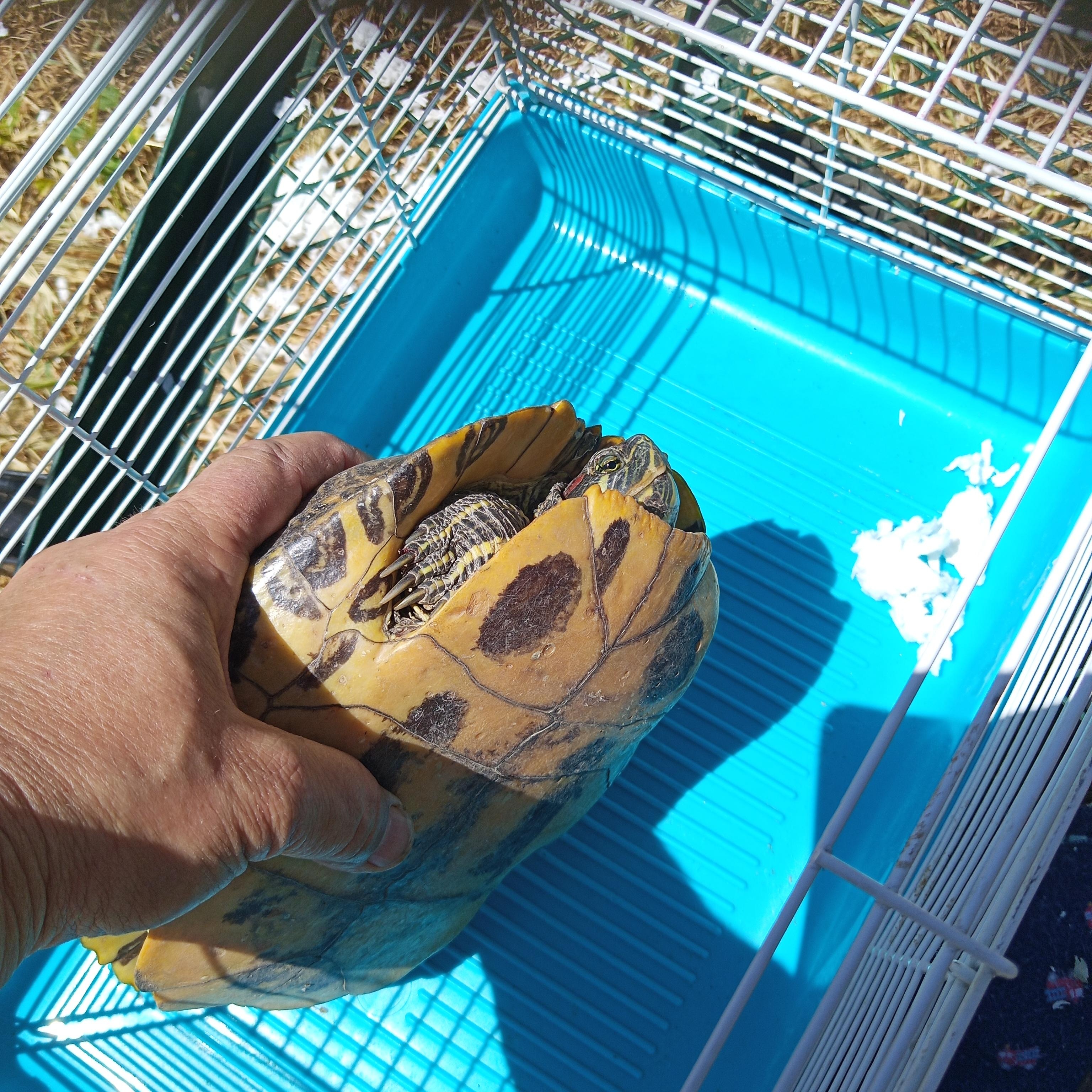 RES turtle 25-25, Adoptable, Adult Male Red-Eared Slider.