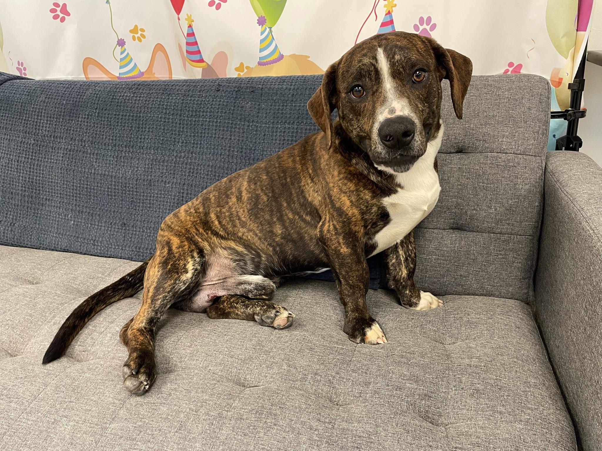 Enlarge Herbert, a ADOPTABLE Mixed Breed in South Bend, IN image 2/3