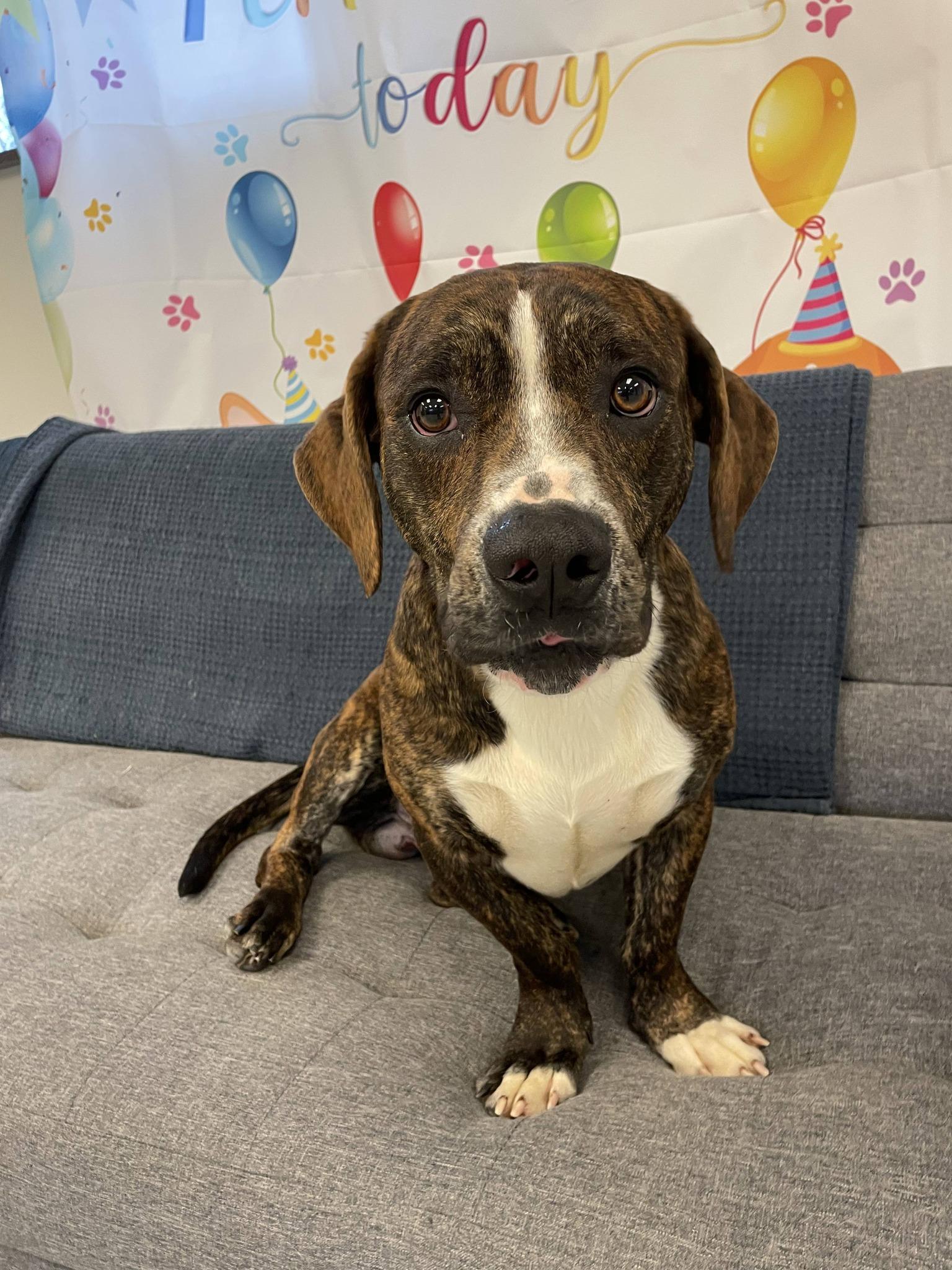 Enlarge Herbert, a ADOPTABLE Mixed Breed in South Bend, IN image 1/3