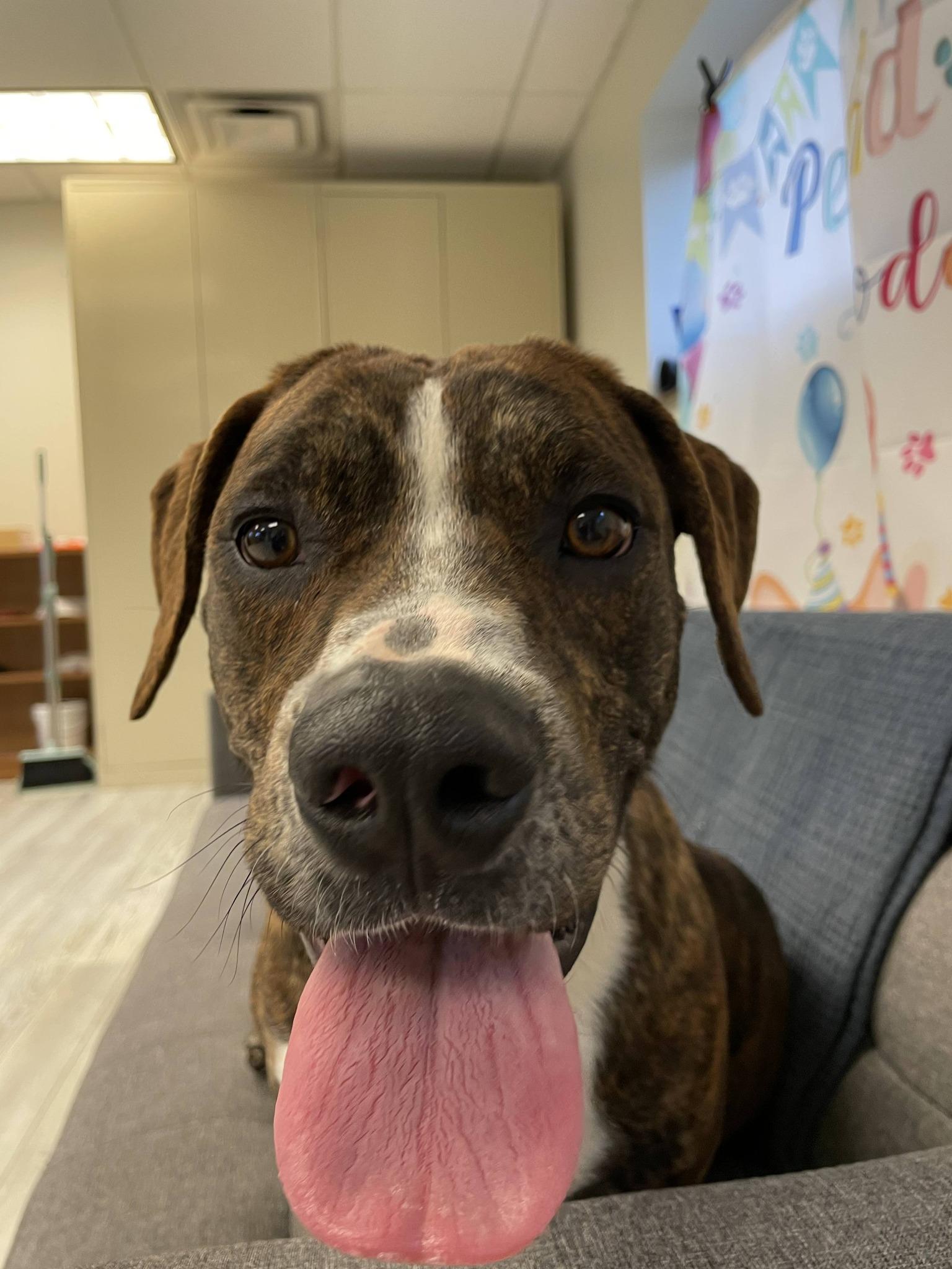 Enlarge Herbert, a ADOPTABLE Mixed Breed in South Bend, IN image 3/3