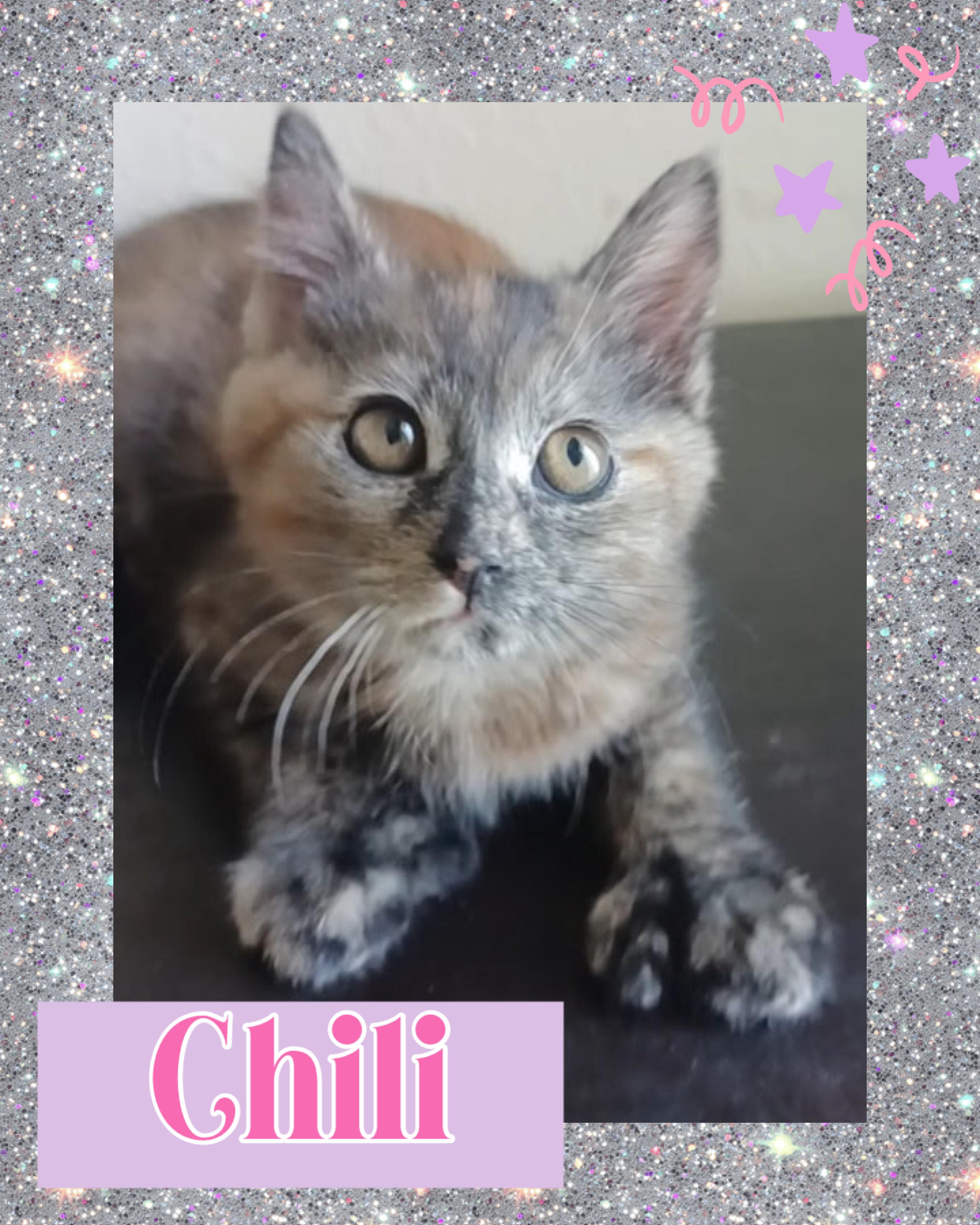 Chili, an adopted Extra-Toes Cat / Hemingway Polydactyl in Pasco, WA image 4/4