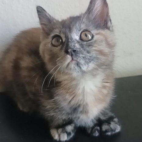 Chili, an adopted Extra-Toes Cat / Hemingway Polydactyl in Pasco, WA image 2/4