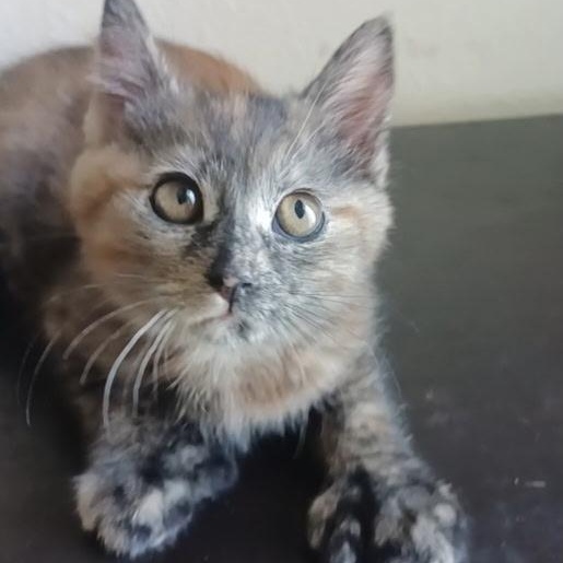 Chili, an adopted Extra-Toes Cat / Hemingway Polydactyl in Pasco, WA image 1/4