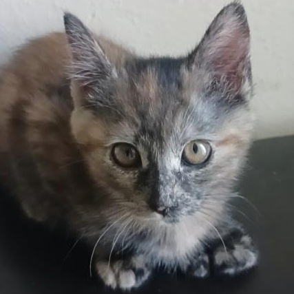 Chili, an adopted Extra-Toes Cat / Hemingway Polydactyl in Pasco, WA image 3/4