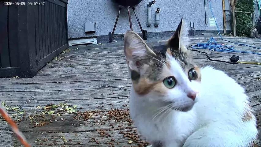 Olive, a ADOPTABLE Calico in Winnipeg, MB image 2/2