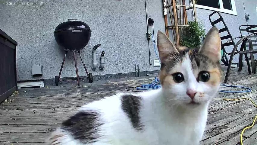 Olive, a ADOPTABLE Calico in Winnipeg, MB image 1/2