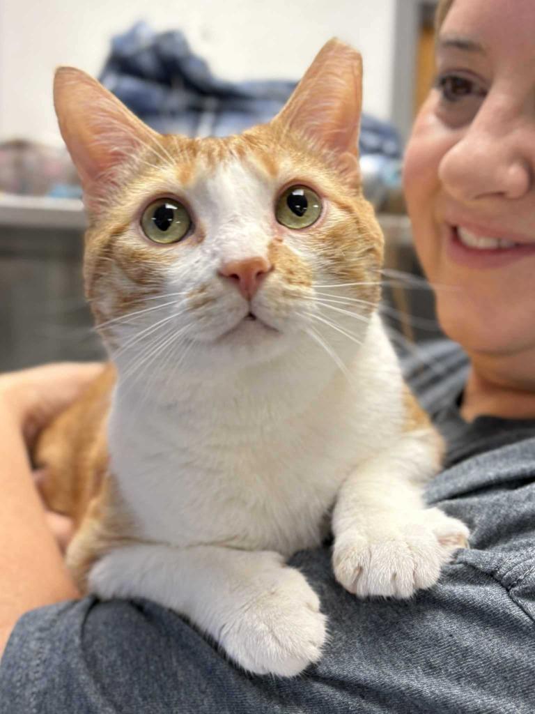 Enlarge Kaa, a Adoptable mixed breed in New Kensington, PA image 2/6