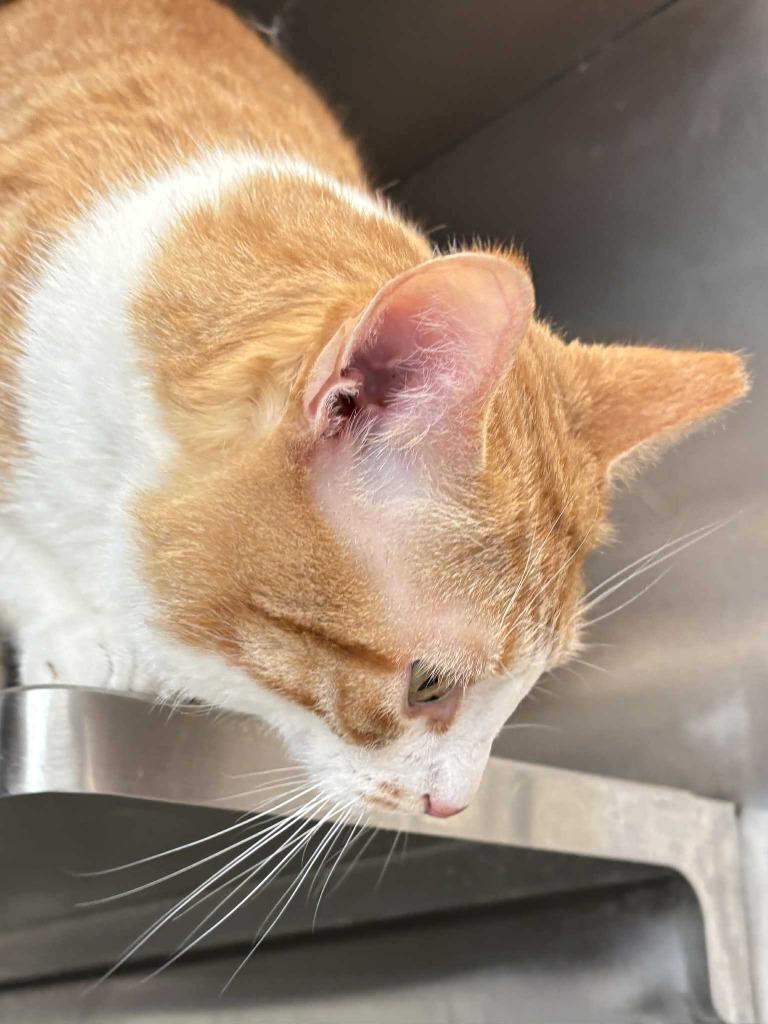 Enlarge Kaa, a Adoptable mixed breed in New Kensington, PA image 4/6