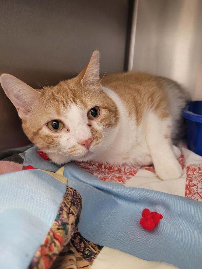 Enlarge Kaa, a Adoptable mixed breed in New Kensington, PA image 5/6