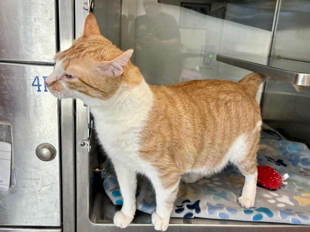 Enlarge Kaa, a Adoptable mixed breed in New Kensington, PA image 6/6