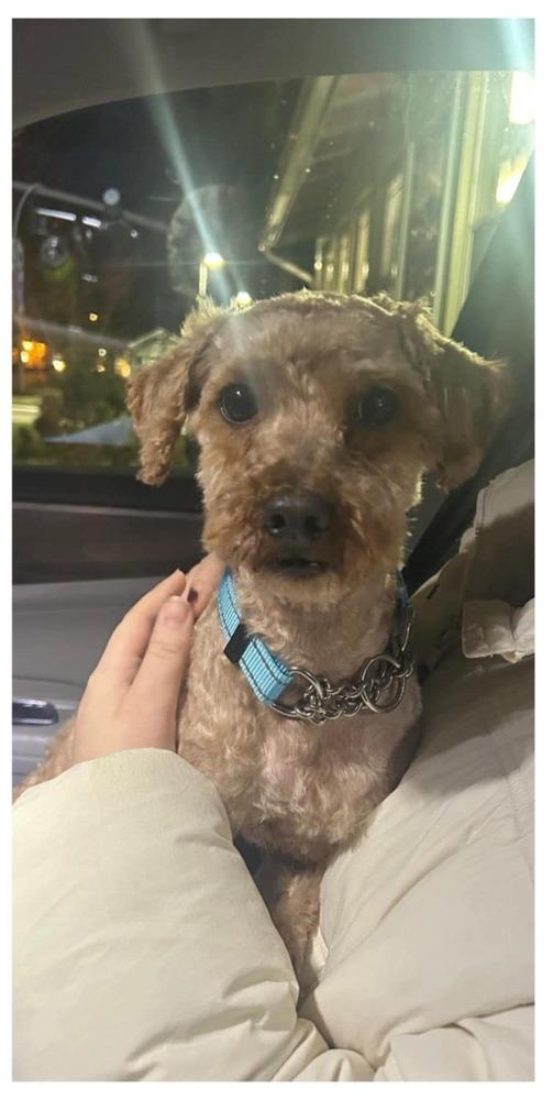 Mulligan, ADOPTABLE, Adult Male Golden Retriever & Miniature Poodle.