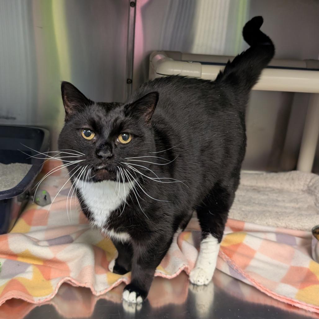 Kira, a Adoptable Domestic Short Hair in Emporia, KS image 1/3