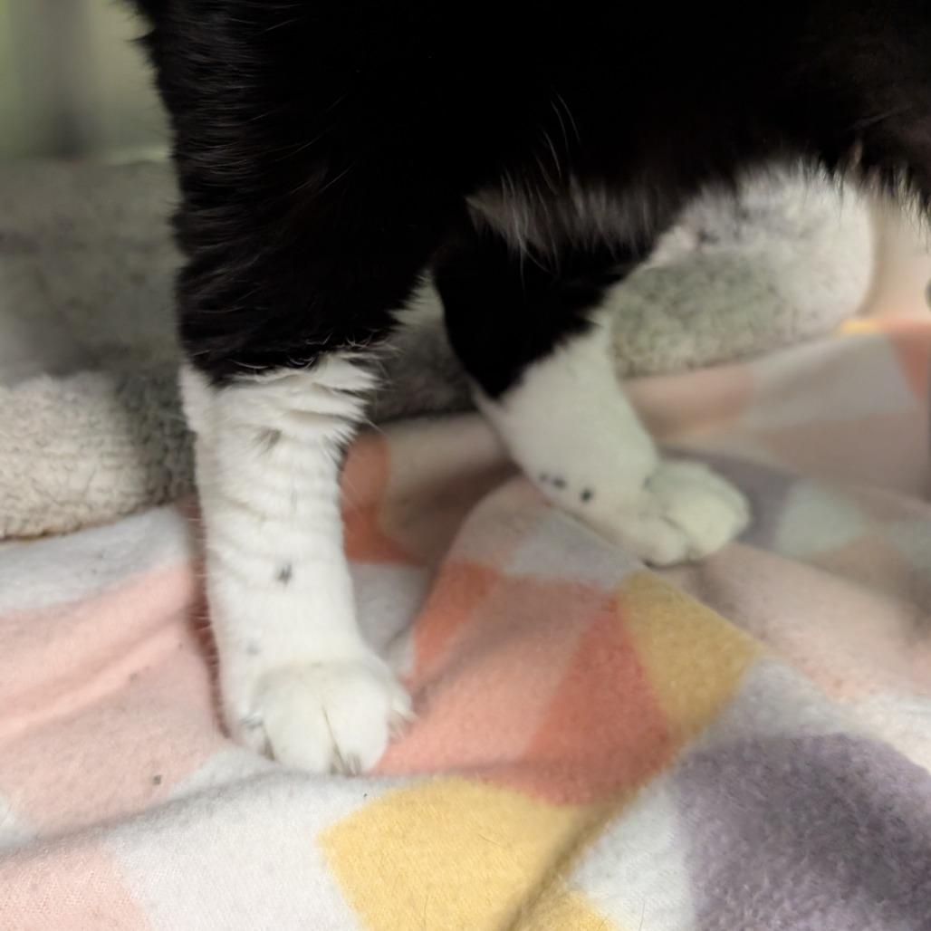 Kira, a Adoptable Domestic Short Hair in Emporia, KS image 2/3