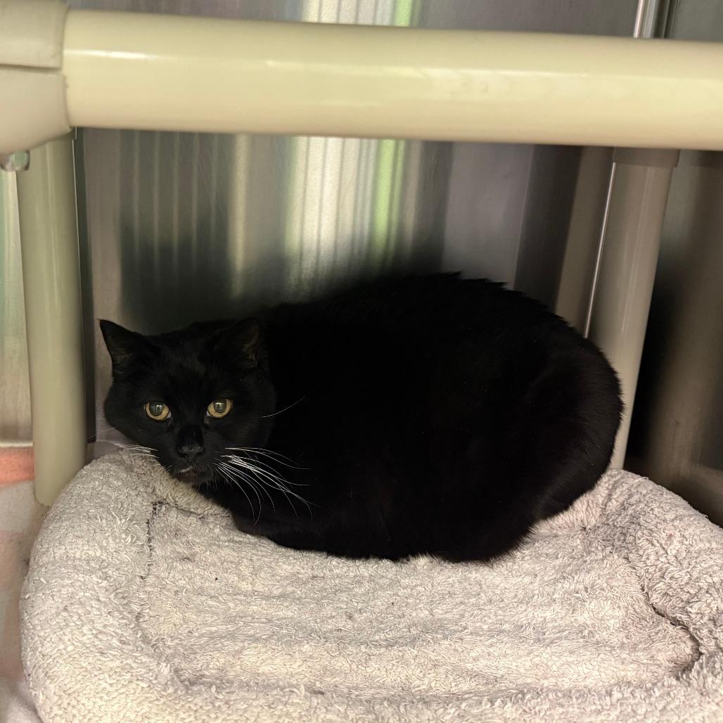 Kira, a Adoptable Domestic Short Hair in Emporia, KS image 3/3