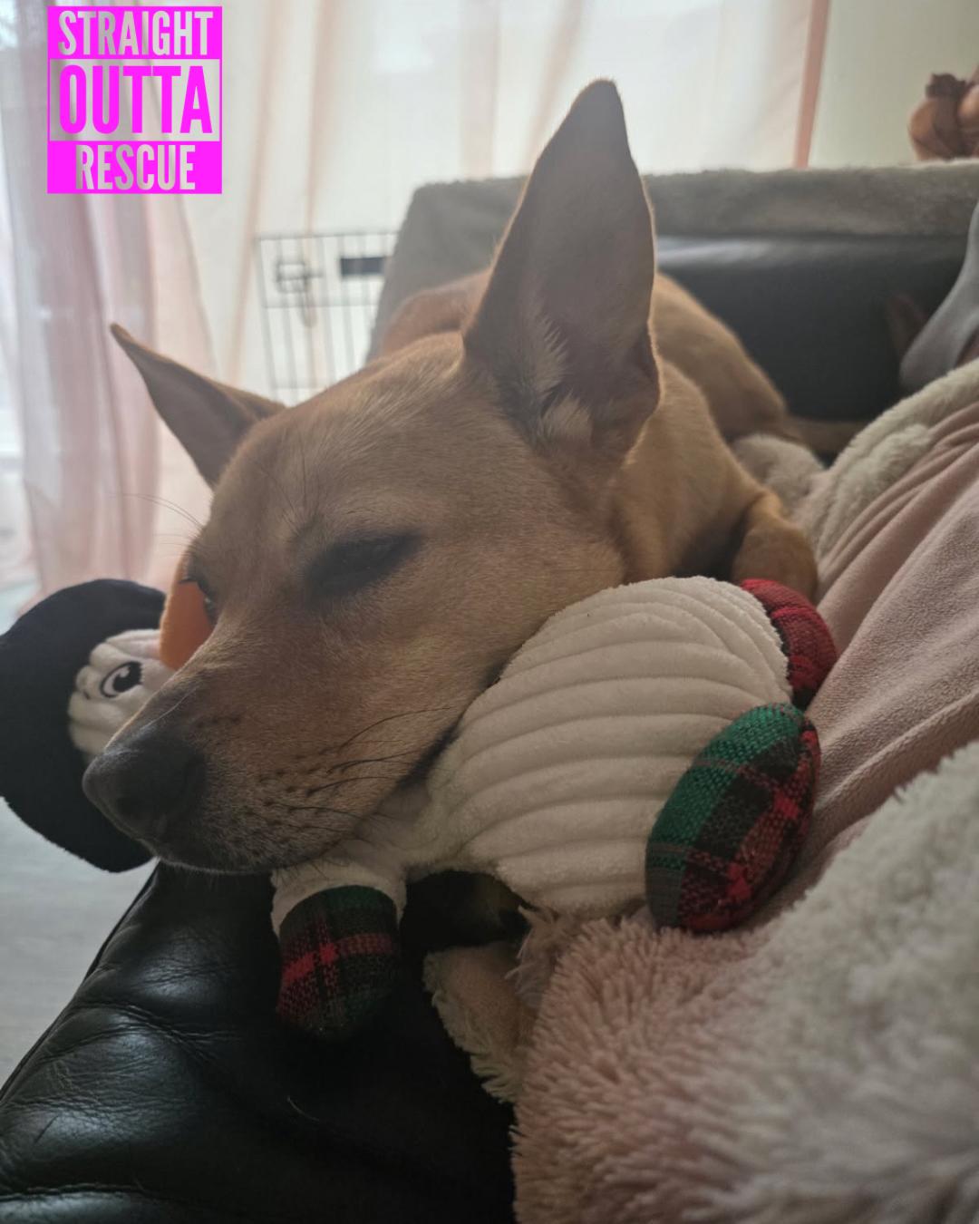 Enlarge Poppy, an adopted mixed breed in Nanaimo, BC image 4/6