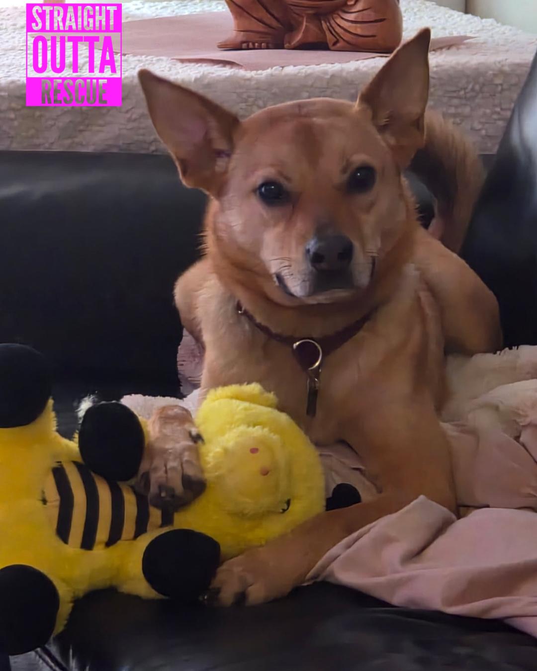 Enlarge Poppy, an adopted mixed breed in Nanaimo, BC image 2/6