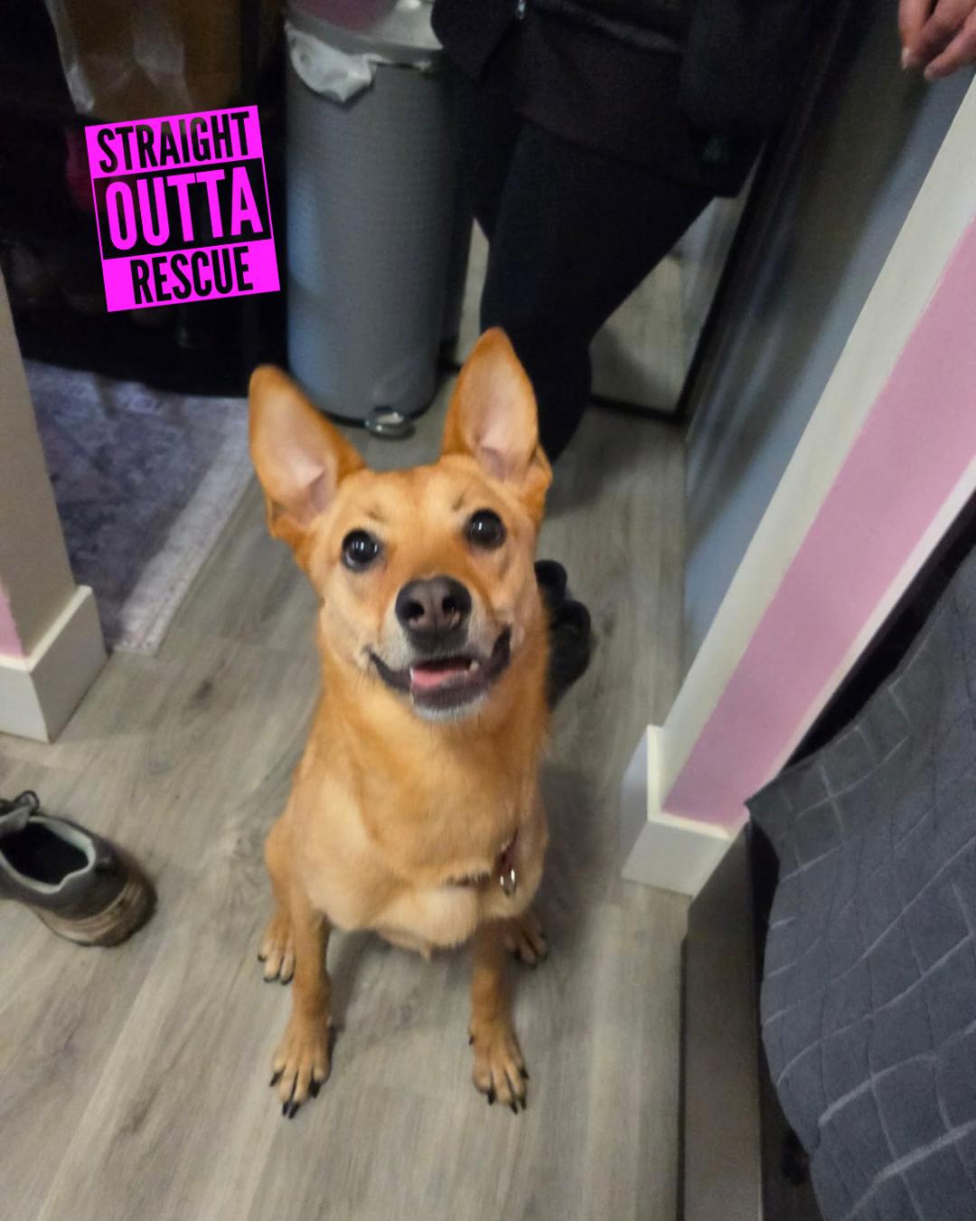 Enlarge Poppy, an adopted mixed breed in Nanaimo, BC image 6/6
