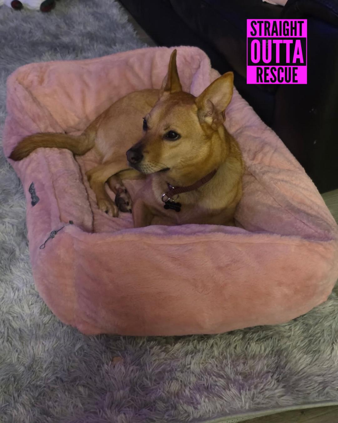 Enlarge Poppy, an adopted mixed breed in Nanaimo, BC image 5/6
