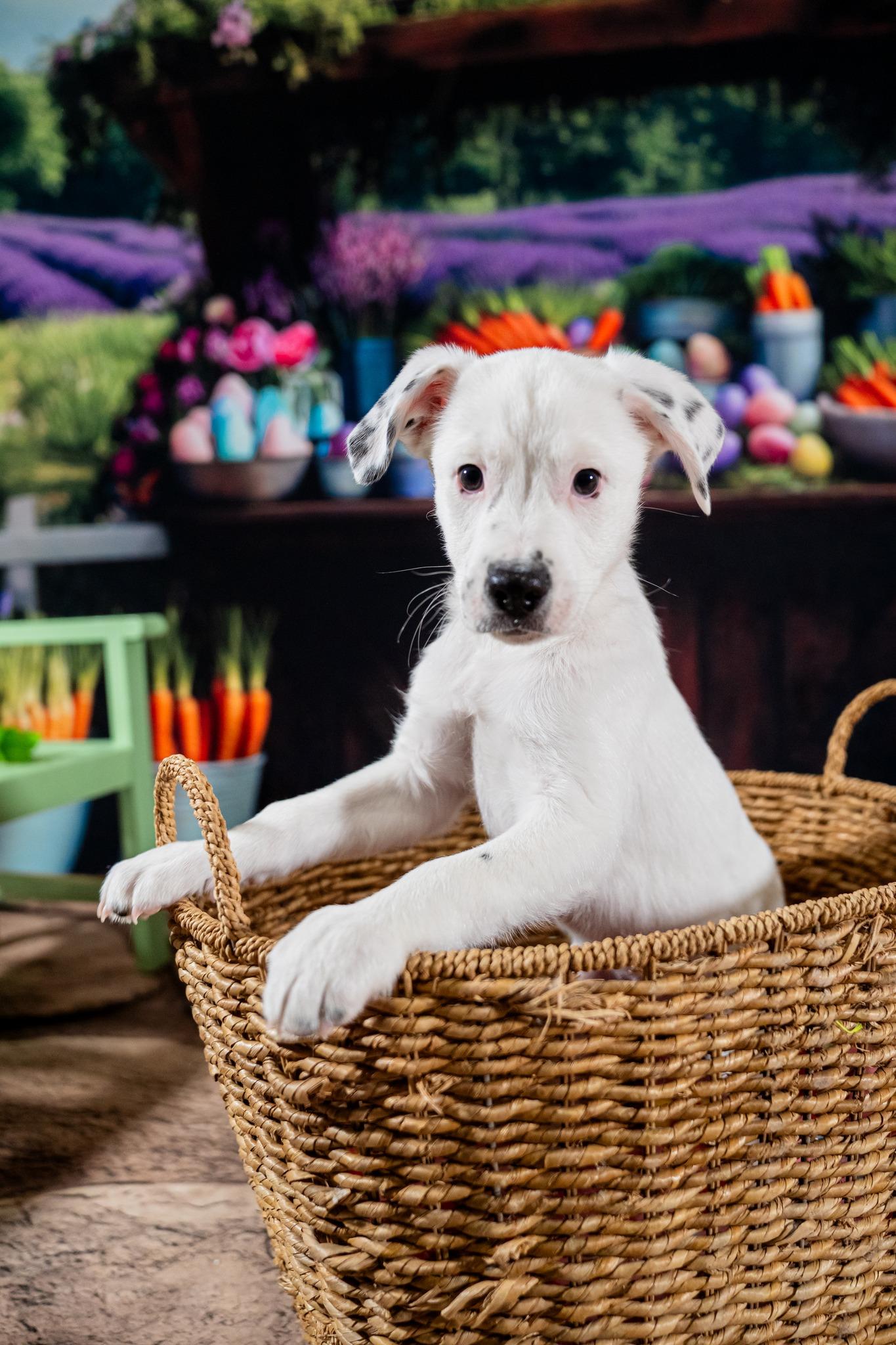 Zippy, a ADOPTABLE mixed breed in Dellslow, WV image 2/5