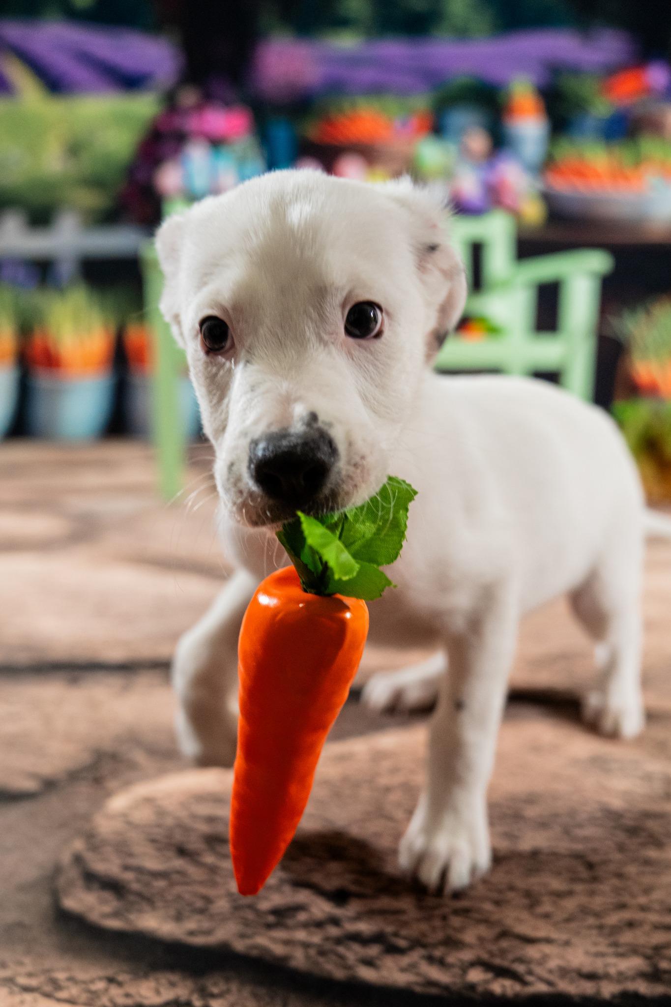 Zippy, a ADOPTABLE mixed breed in Dellslow, WV image 5/5