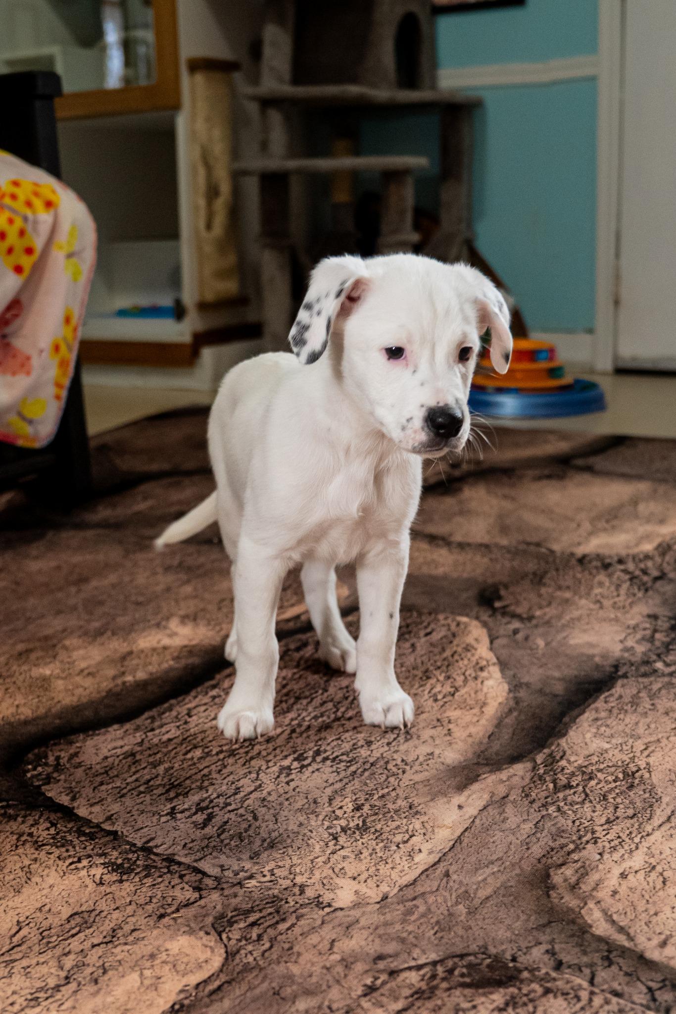 Zippy, a ADOPTABLE mixed breed in Dellslow, WV image 3/5