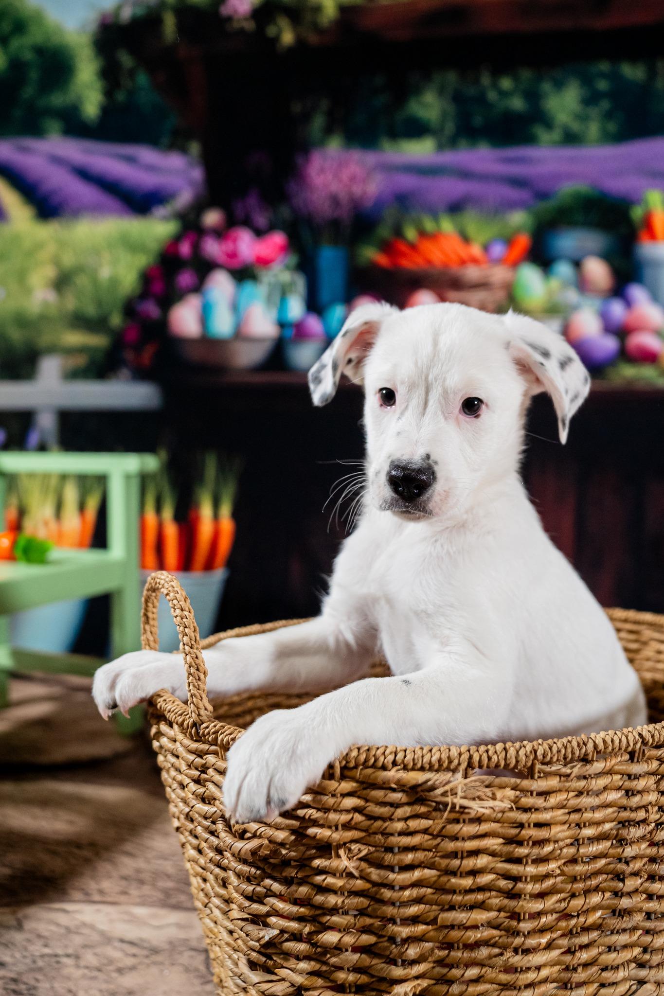 Zippy, a ADOPTABLE mixed breed in Dellslow, WV image 1/5