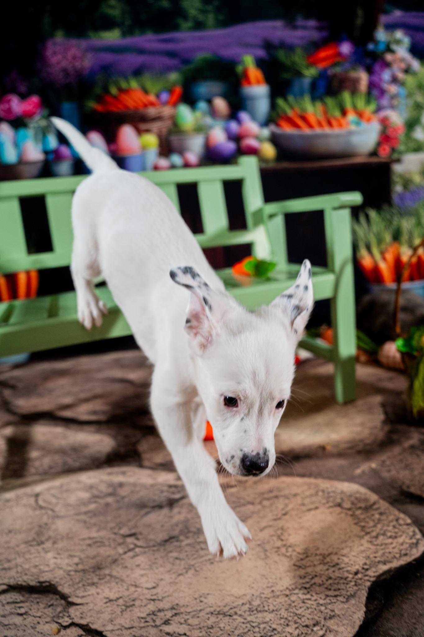Zippy, a ADOPTABLE mixed breed in Dellslow, WV image 4/5