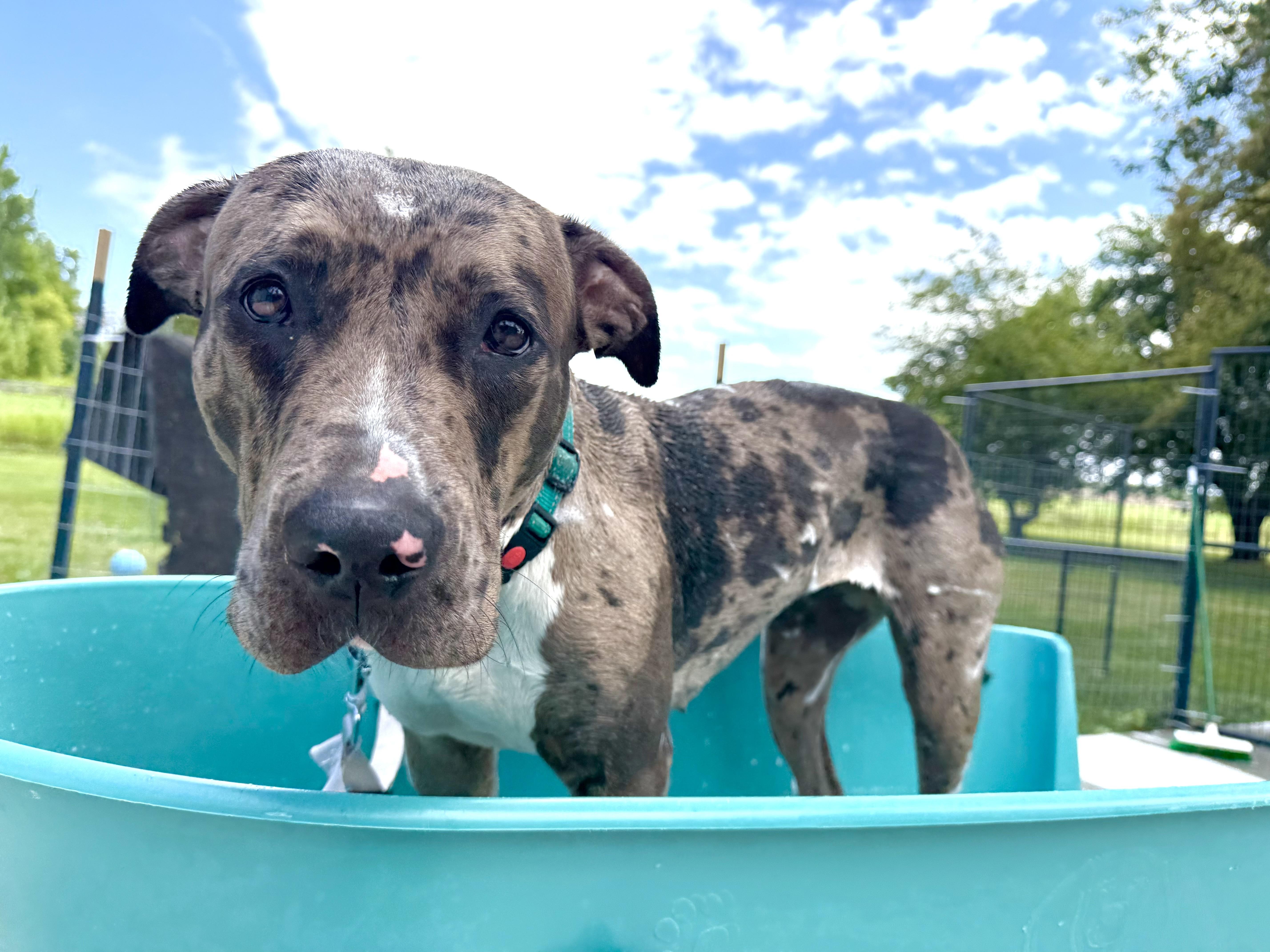 Enlarge Jojo, a Adoptable mixed breed in Hilton, NY image 1/5