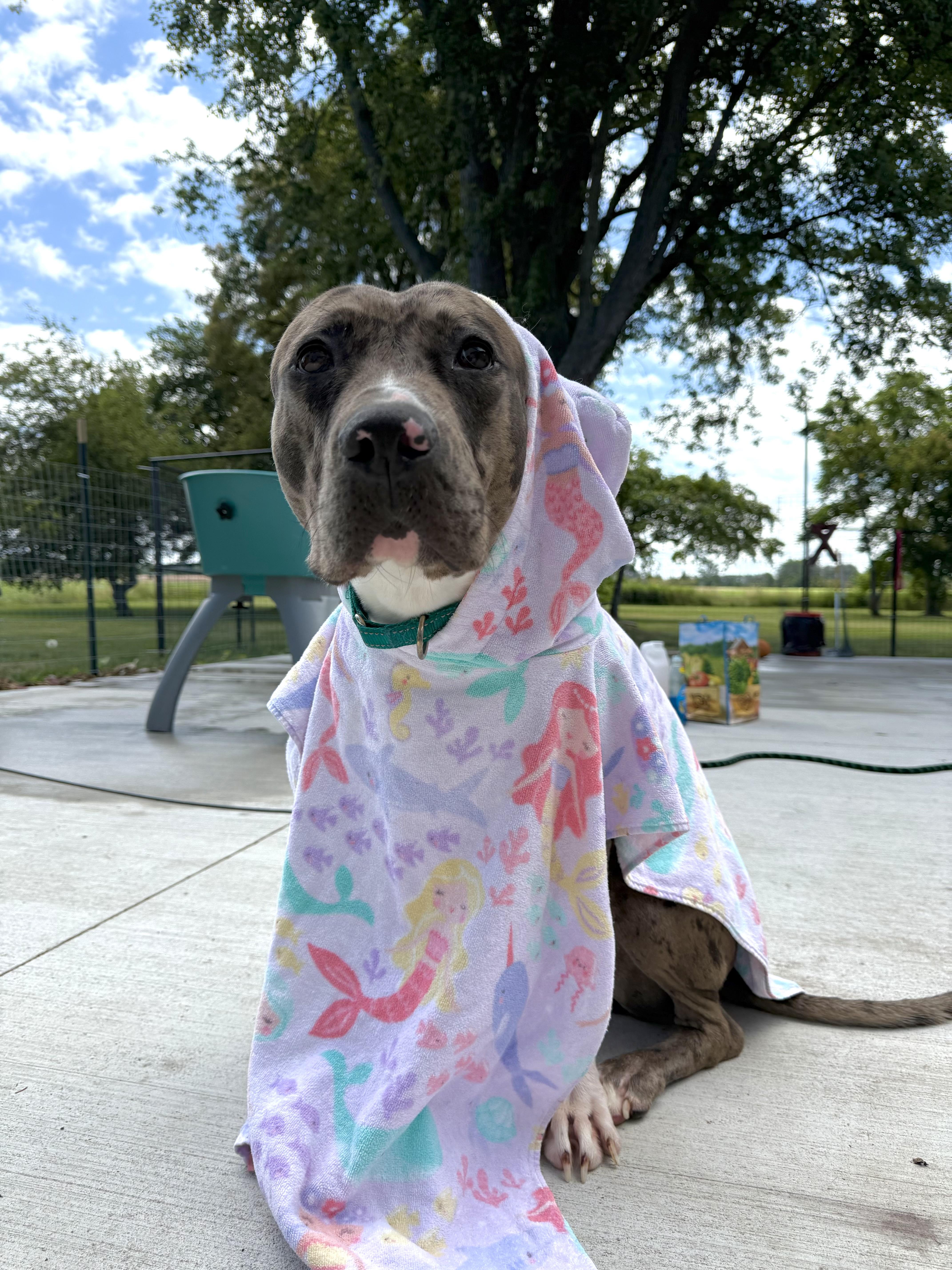 Enlarge Jojo, a Adoptable mixed breed in Hilton, NY image 2/5