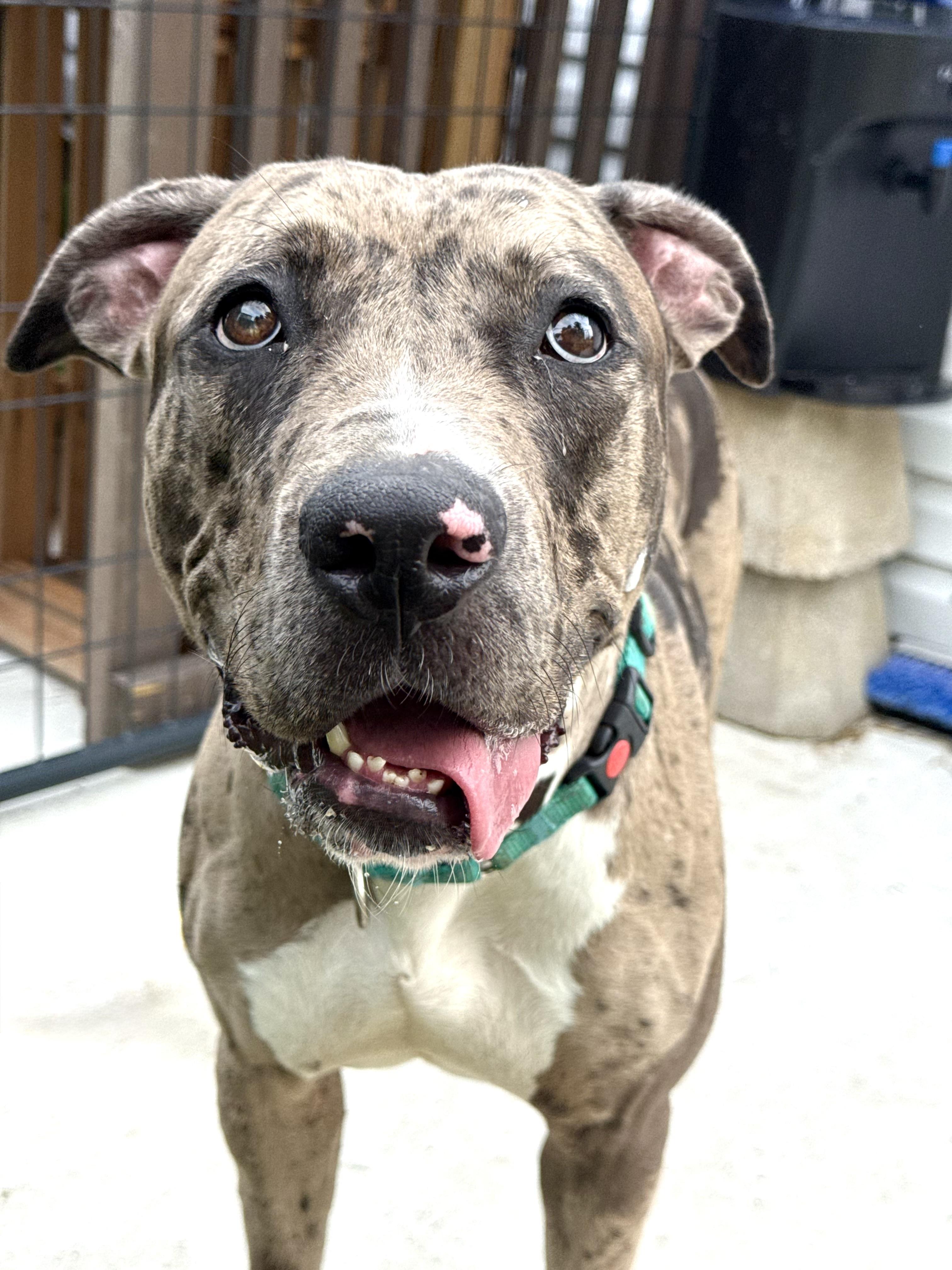 Enlarge Jojo, a Adoptable mixed breed in Hilton, NY image 3/5