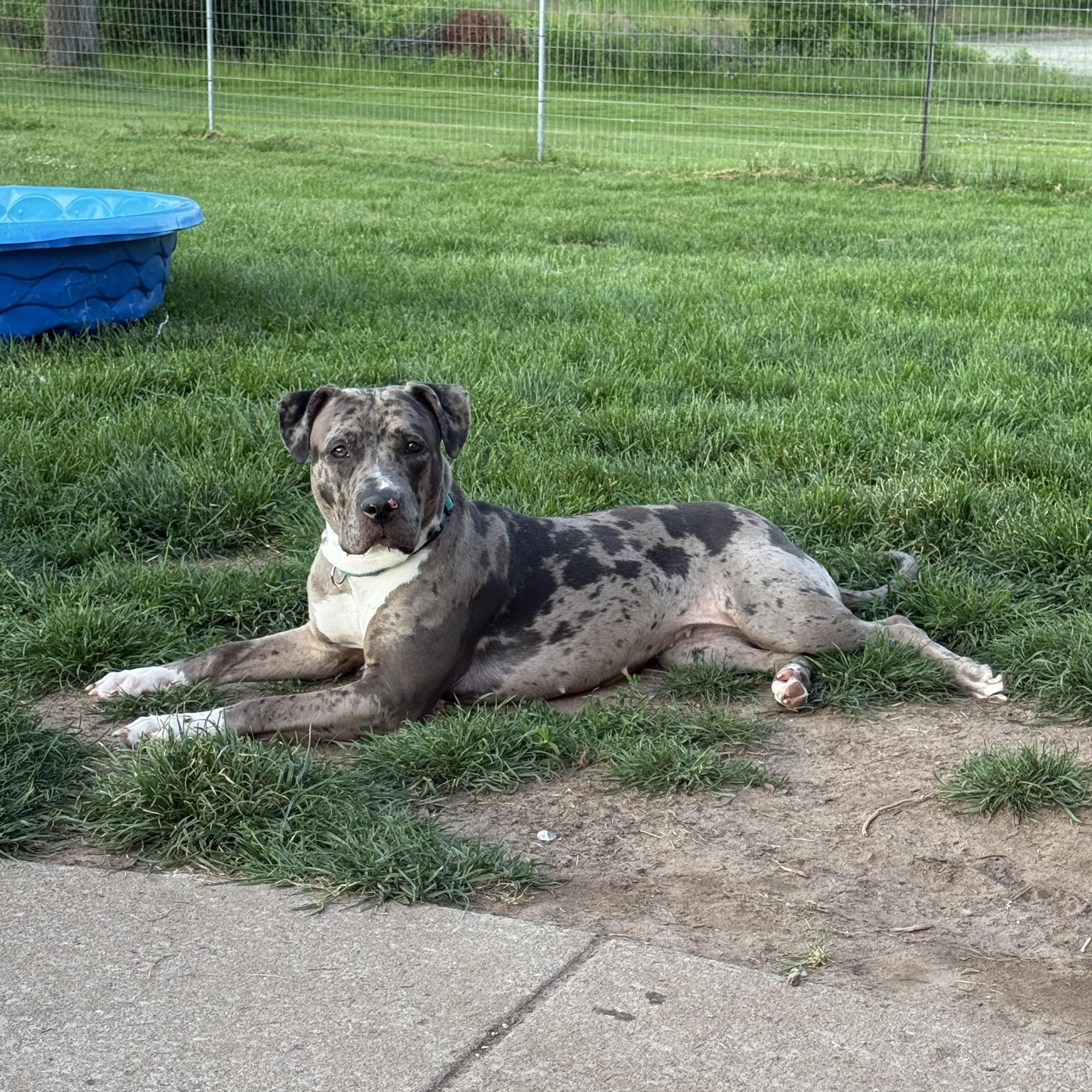 Enlarge Jojo, a Adoptable mixed breed in Hilton, NY image 4/5