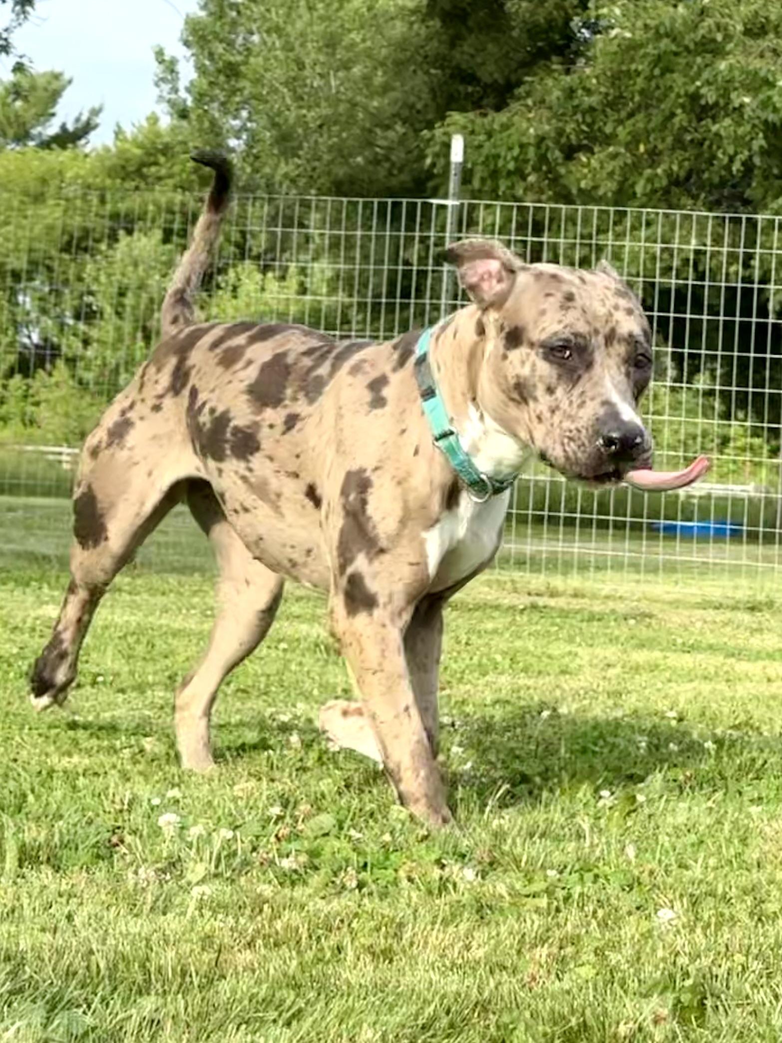 Enlarge Jojo, a Adoptable mixed breed in Hilton, NY image 5/5