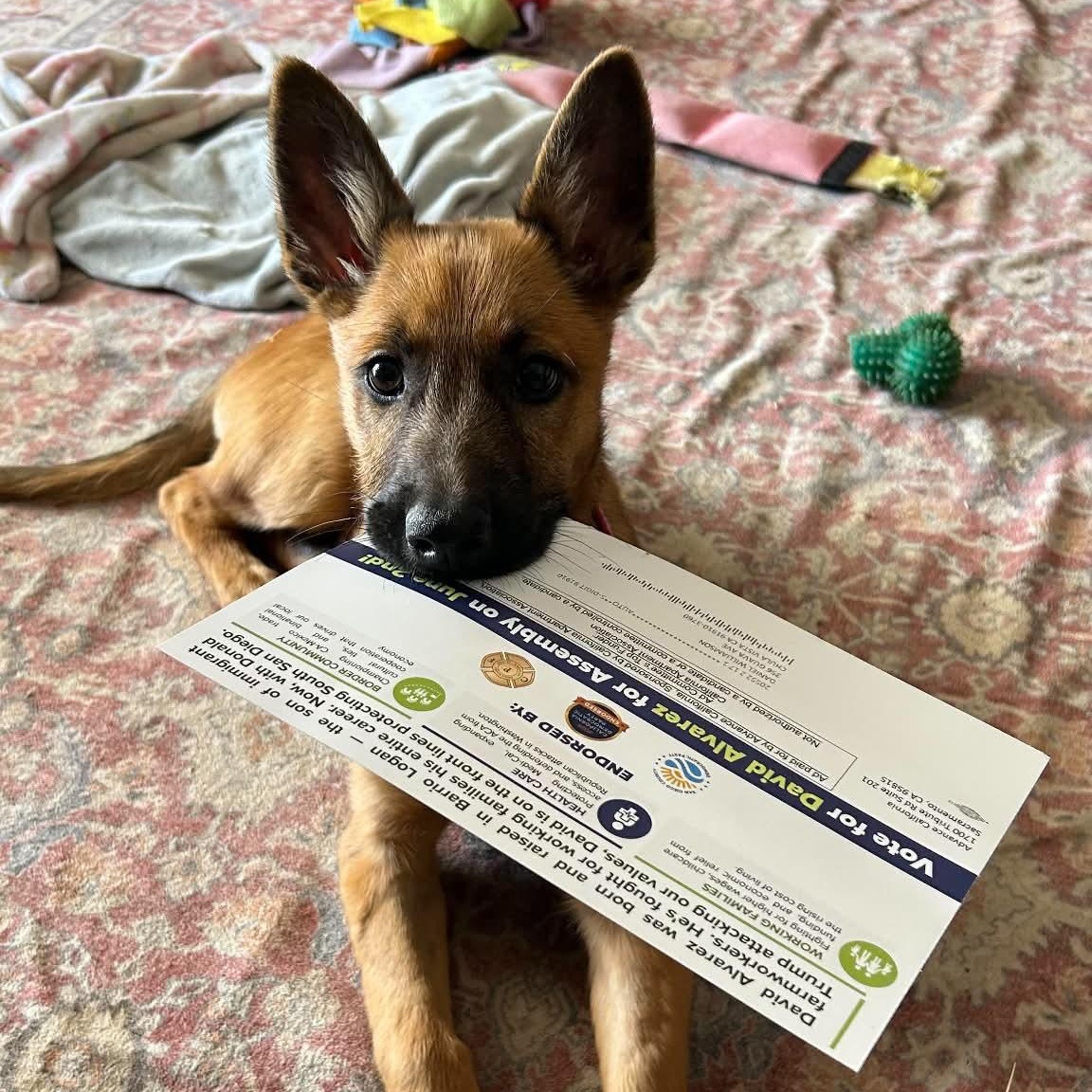 Crimson, a ADOPTABLE mixed breed in San Diego, CA image 3/4