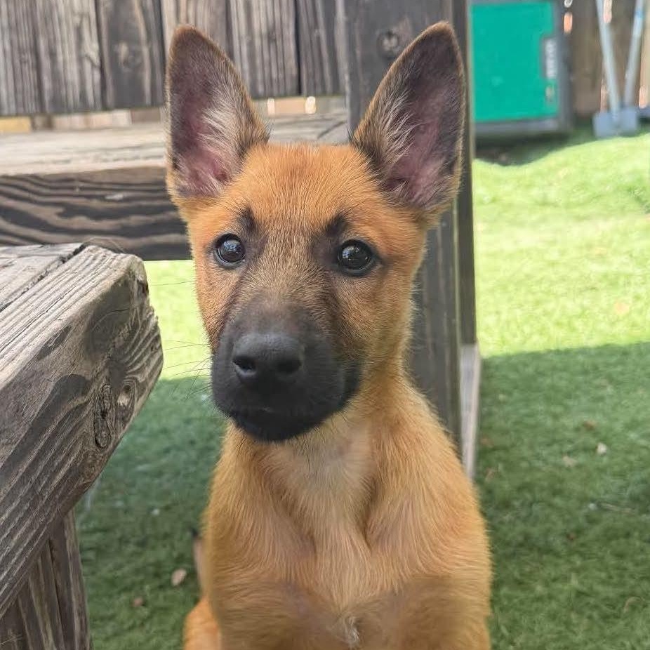 Crimson, ADOPTABLE, Puppy Female Belgian Shepherd / Malinois.