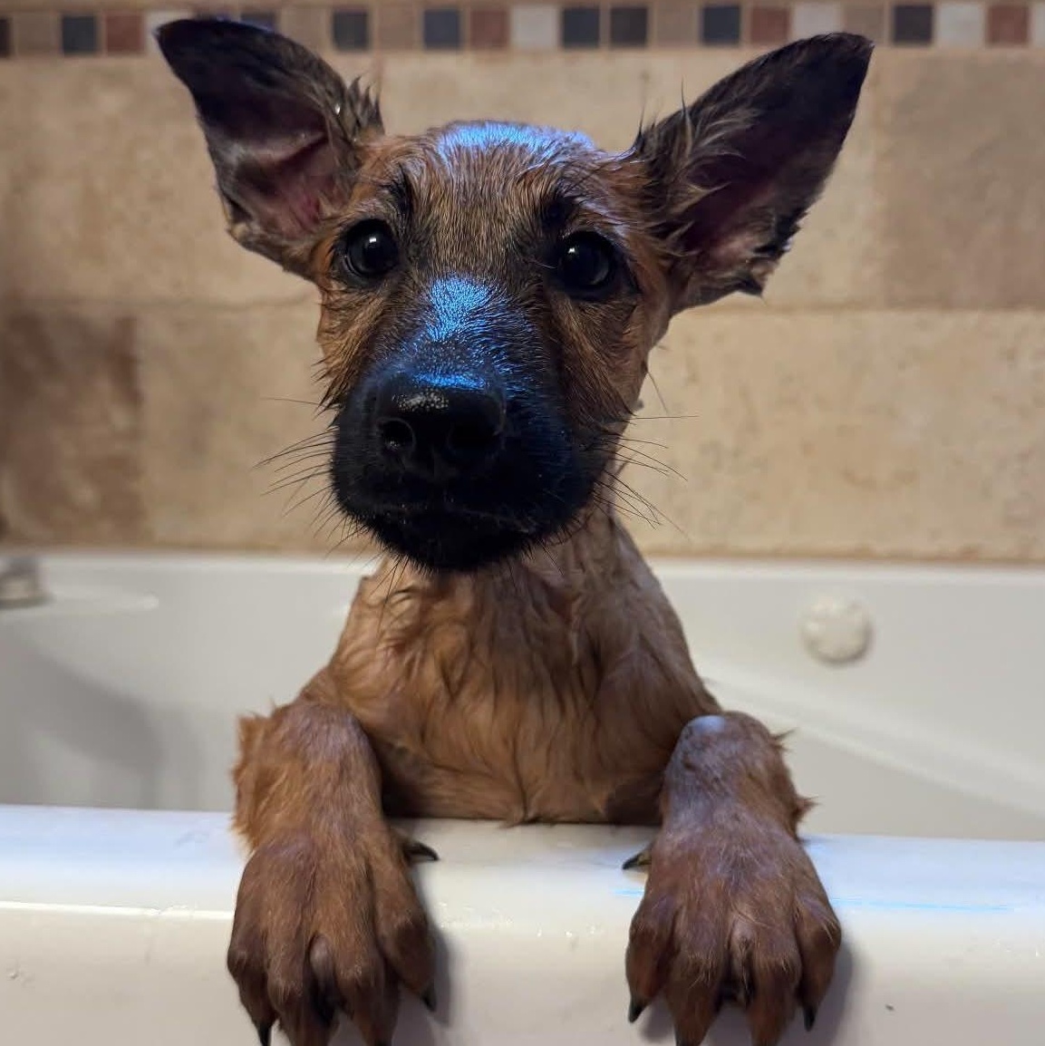Crimson, a ADOPTABLE mixed breed in San Diego, CA image 2/4