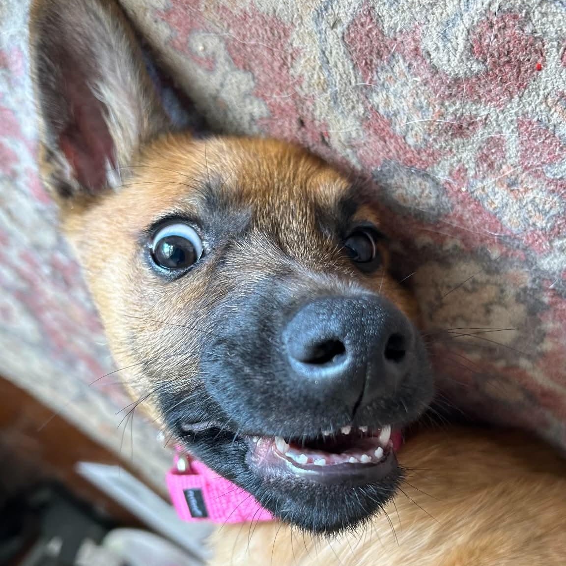 Crimson, a ADOPTABLE mixed breed in San Diego, CA image 4/4
