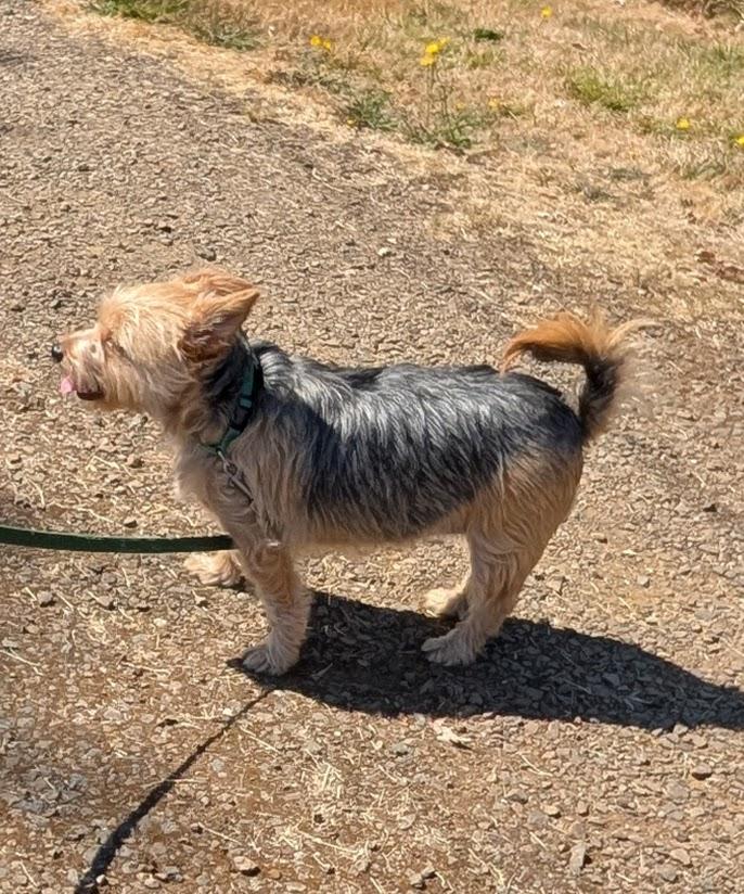 Enlarge Sheri Jo - App. Pending, a Adoptable mixed breed in Sweet Home, OR image 3/5