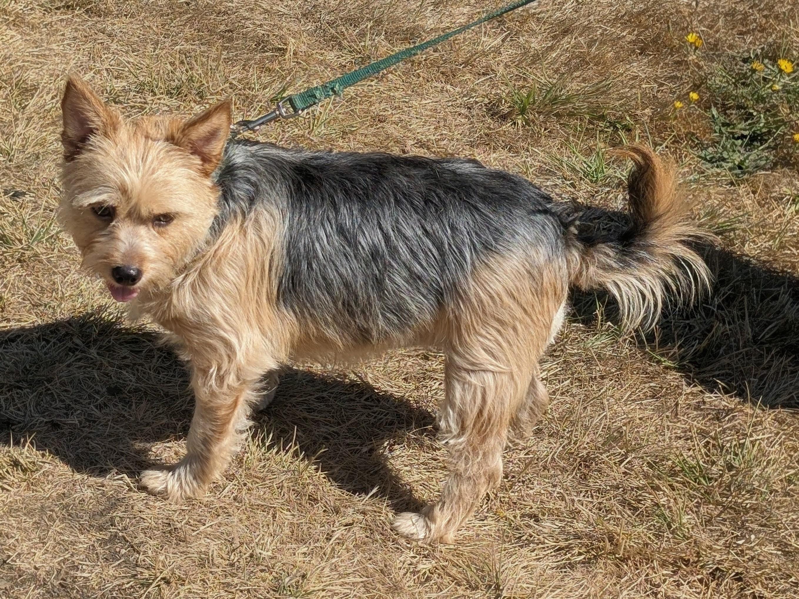 Enlarge Sheri Jo - App. Pending, a Adoptable mixed breed in Sweet Home, OR image 2/5